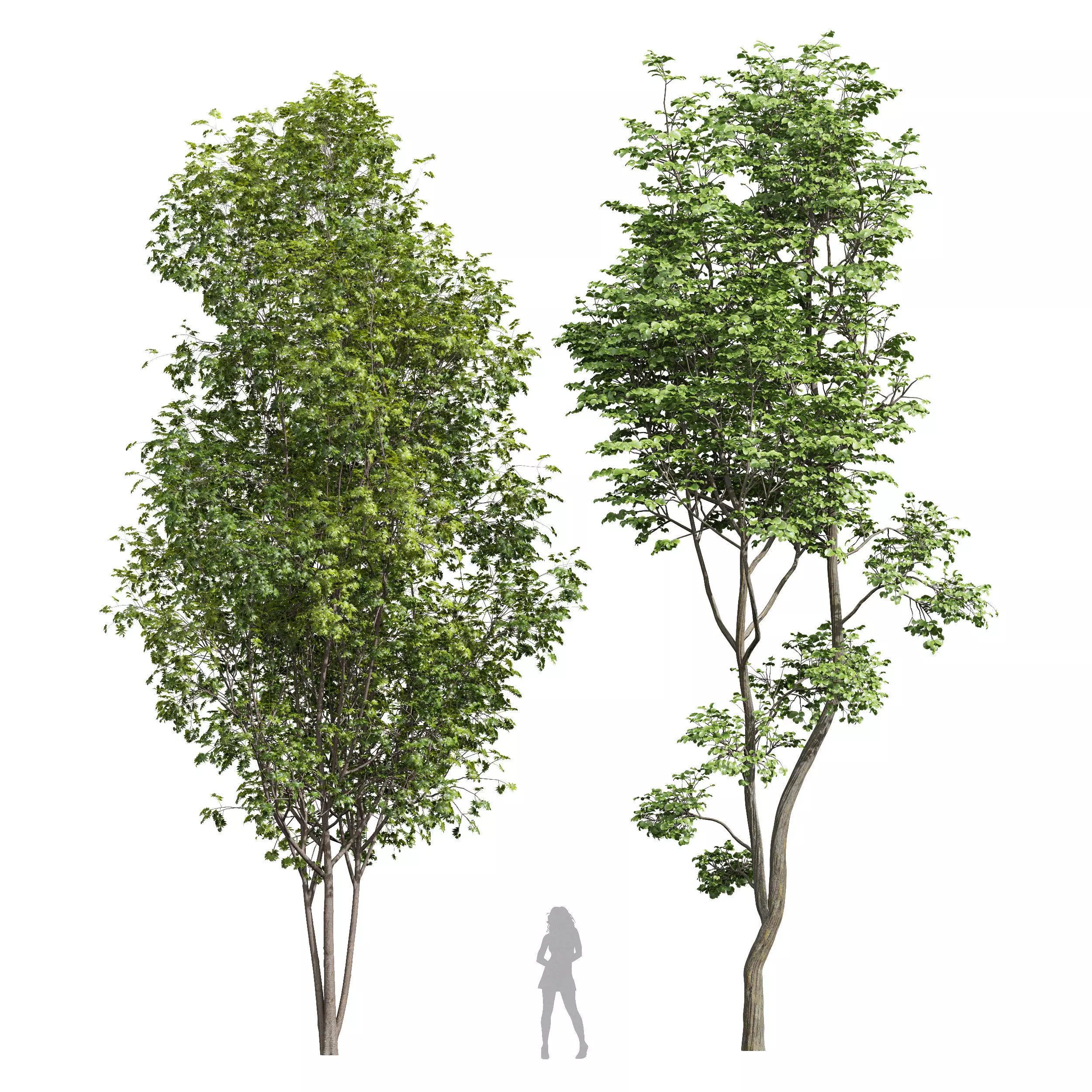 Acer Saccharinum and Hazel leaves 3D model_0