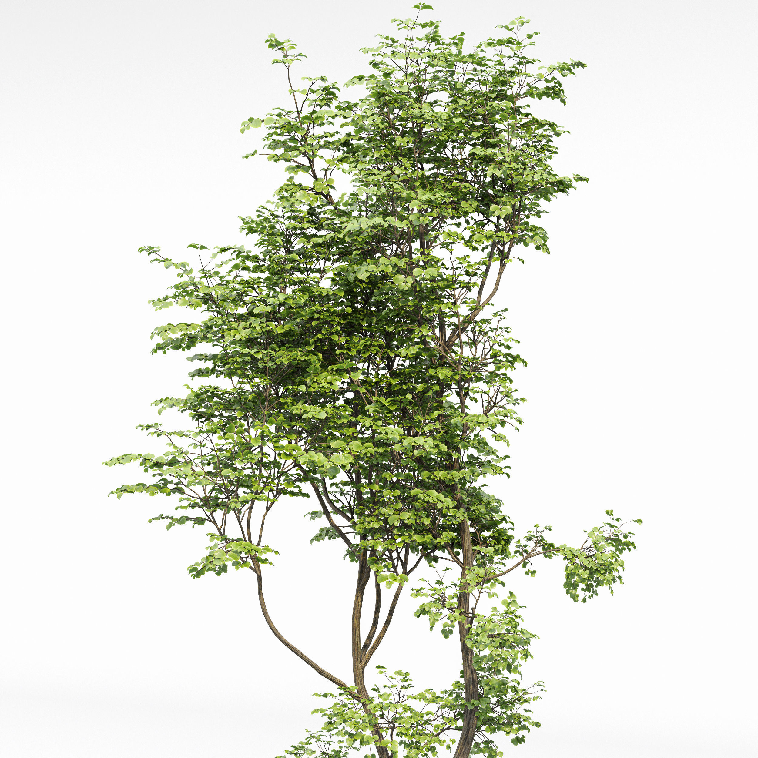 Acer Saccharinum and Hazel leaves 3D model_3