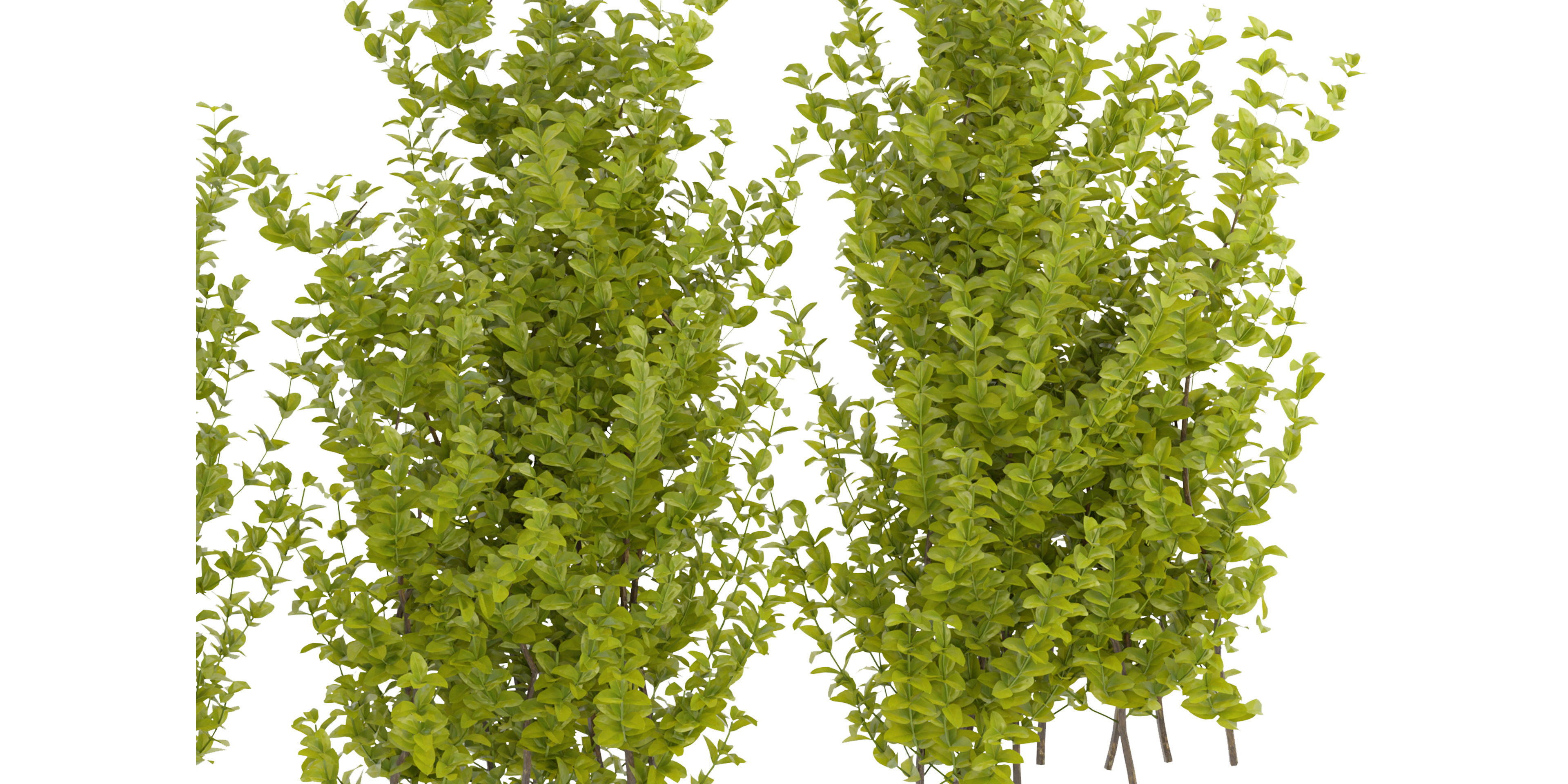 Collection plant vol 356 - blender model  3D model_5