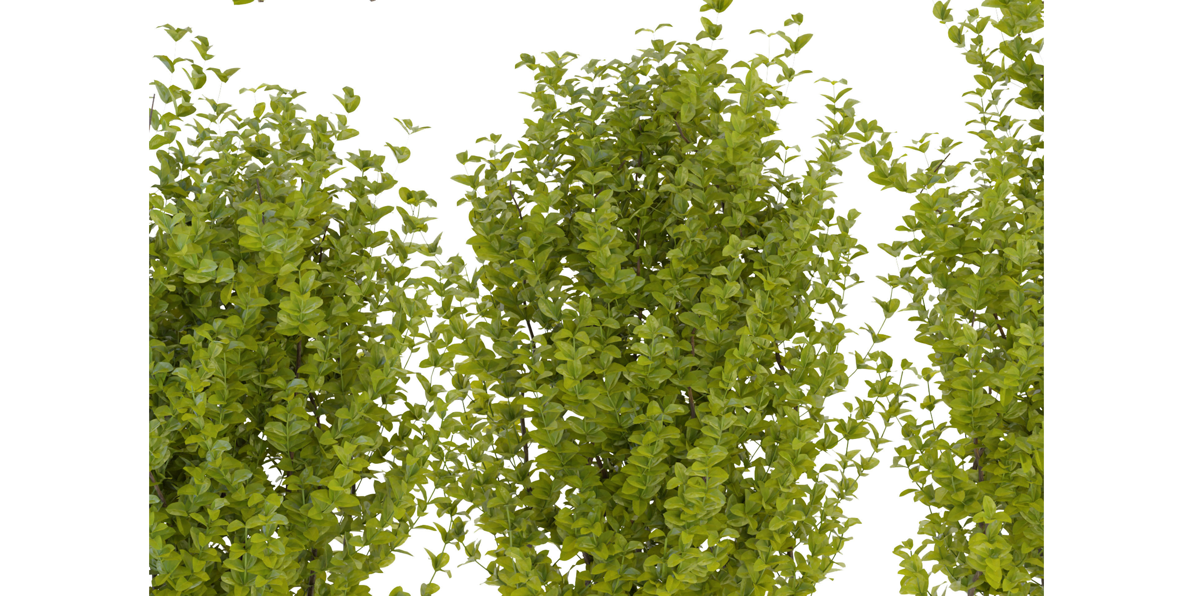 Collection plant vol 356 - blender model  3D model_4