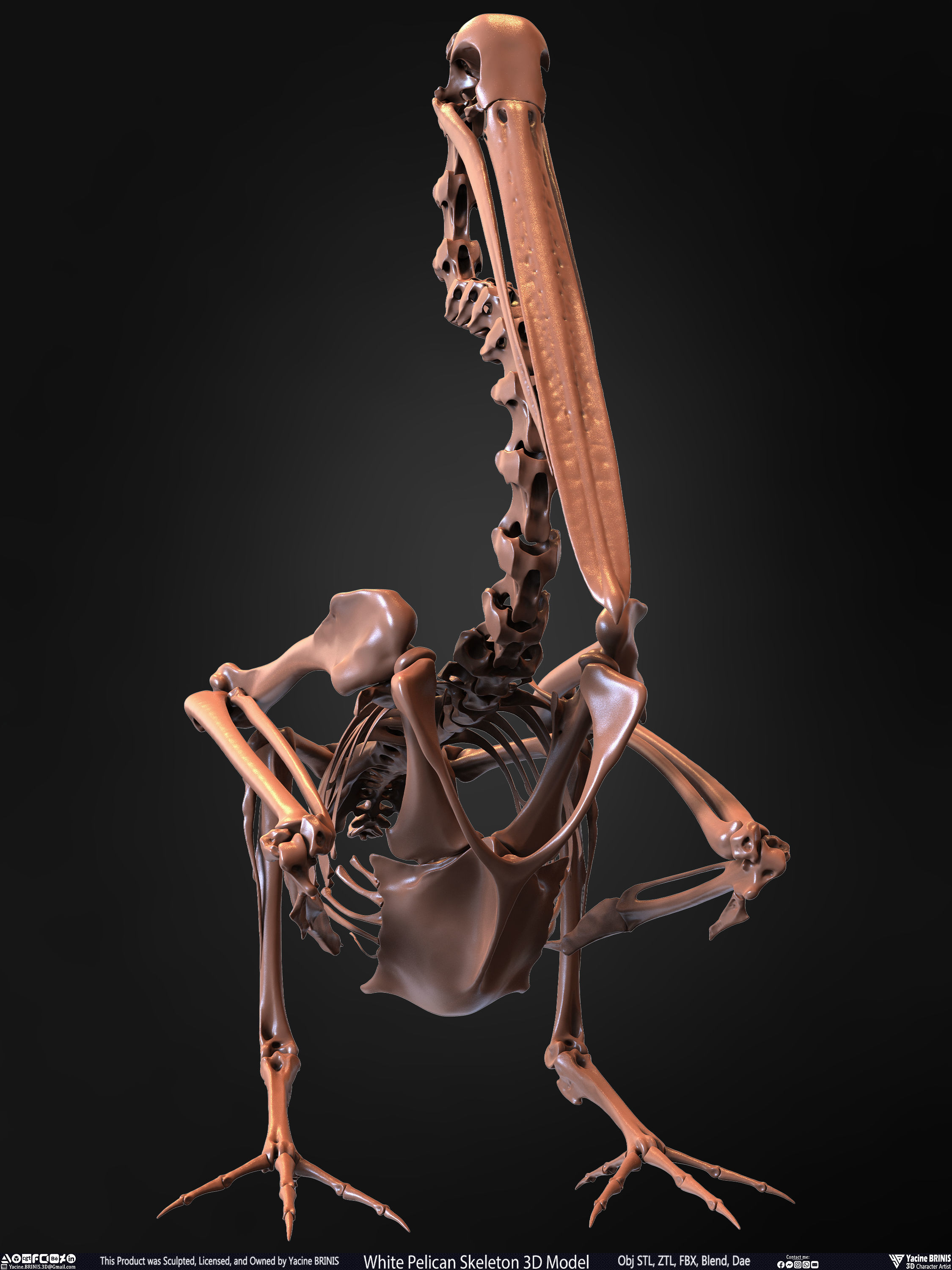 White Pelican Skeleton 3D Model Low-poly 3D model_4