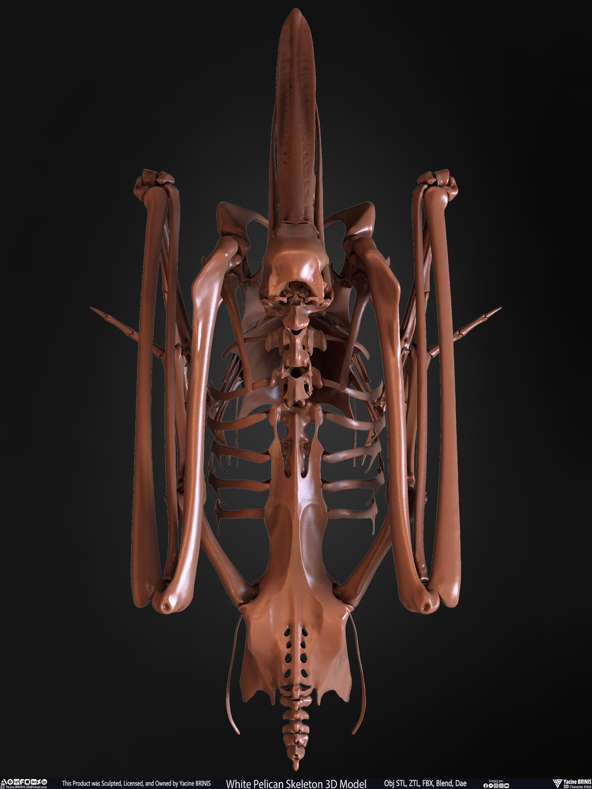 White Pelican Skeleton 3D Model Low-poly 3D model_33