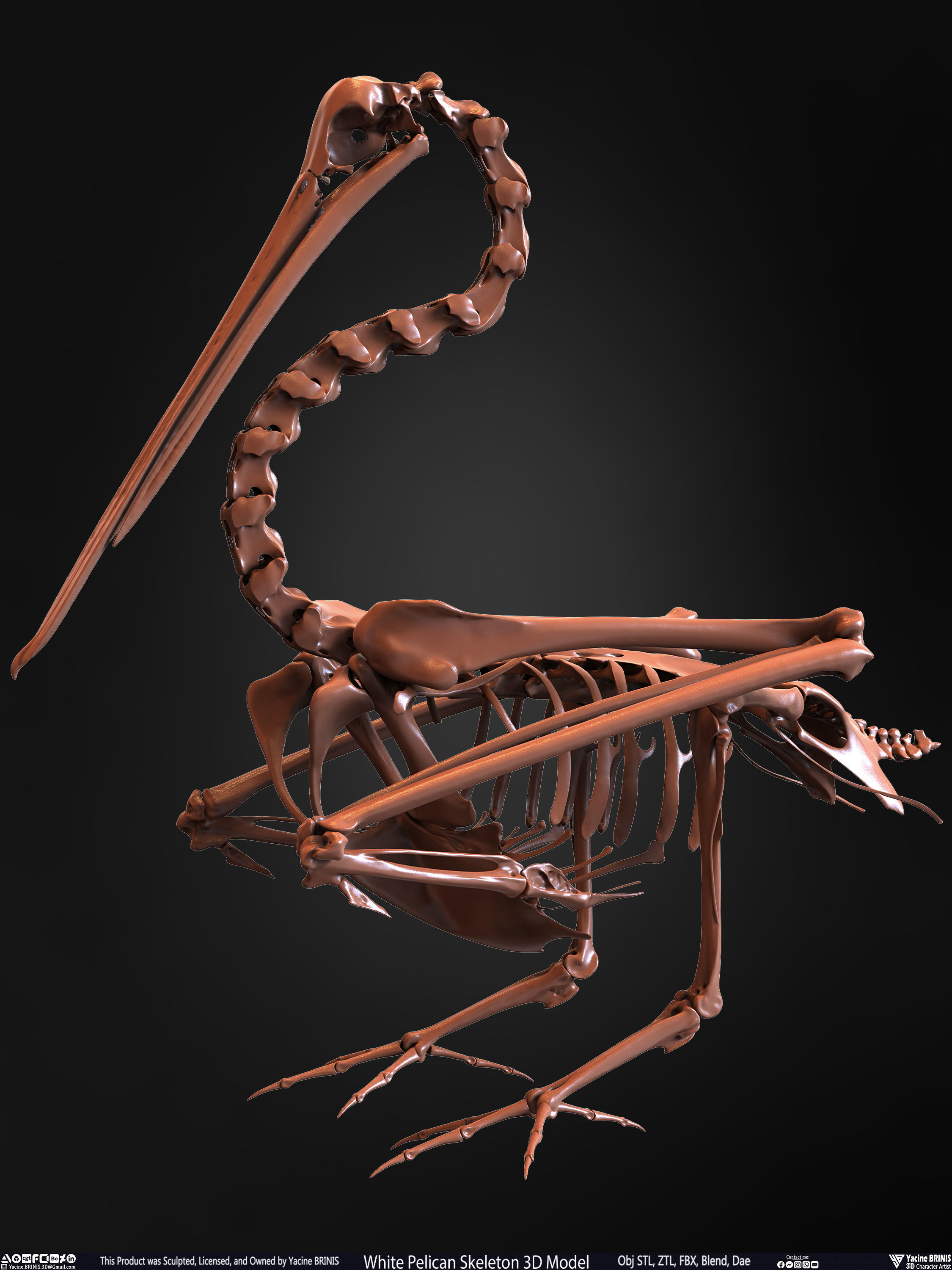 White Pelican Skeleton 3D Model Low-poly 3D model_12
