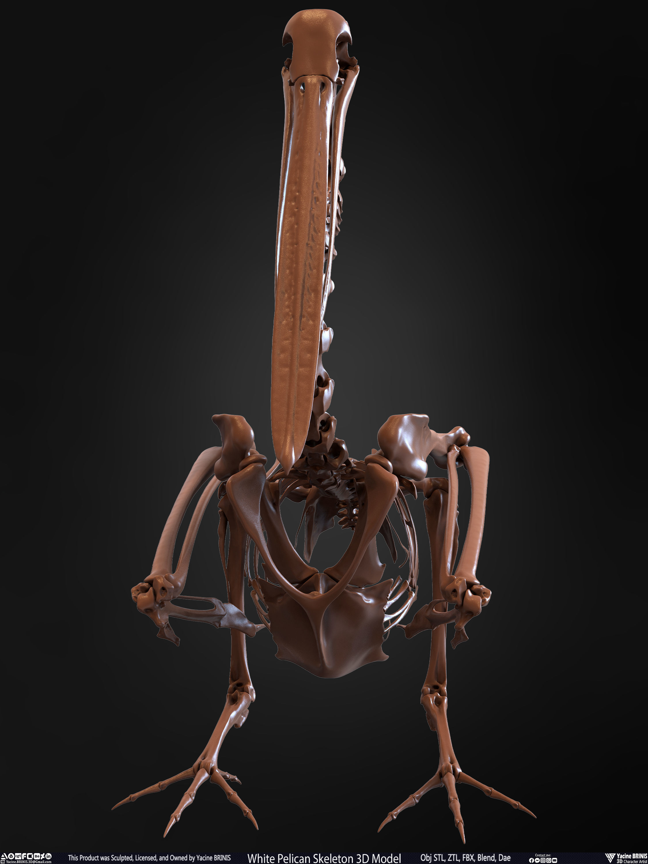 White Pelican Skeleton 3D Model Low-poly 3D model_7
