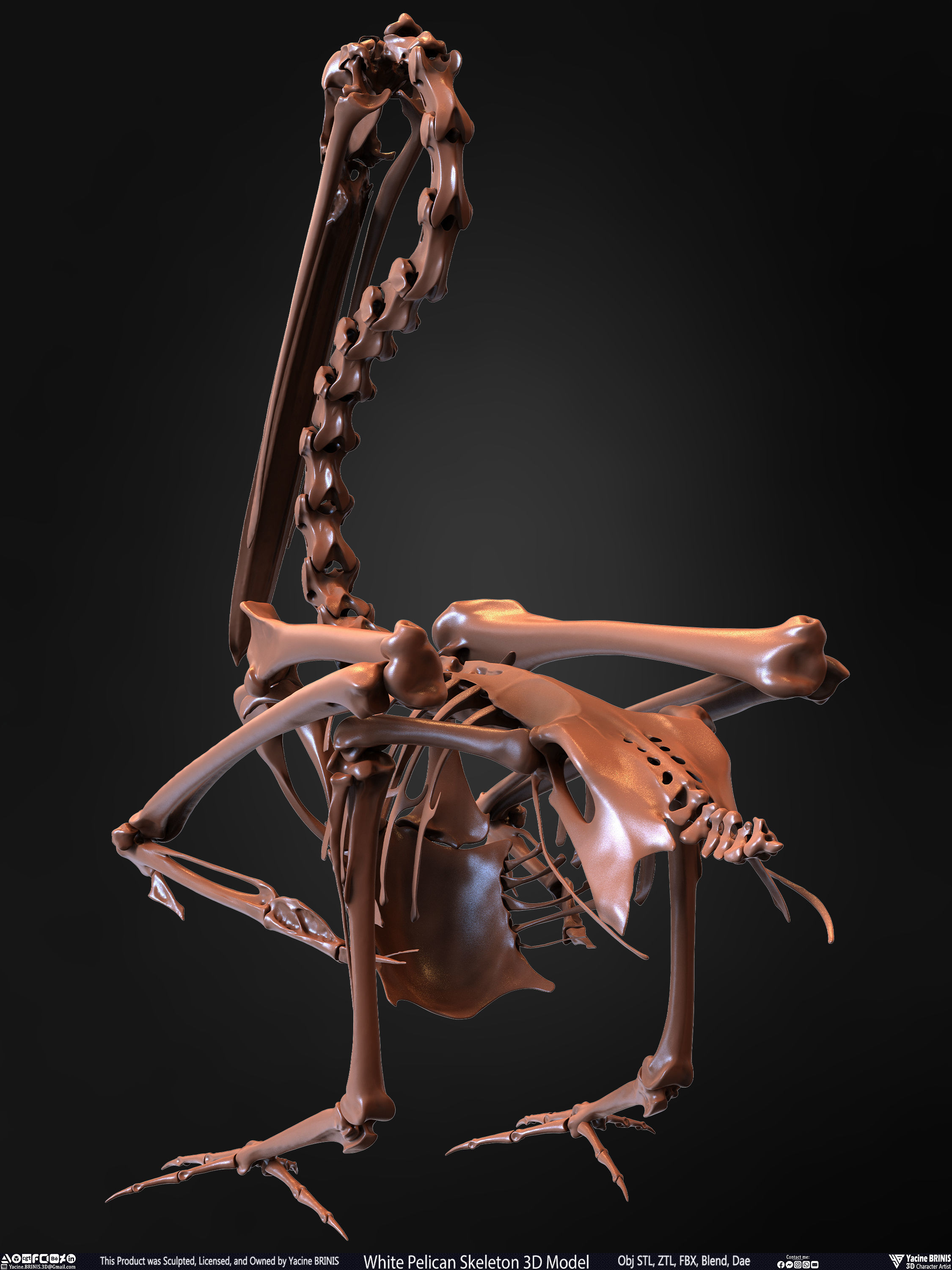 White Pelican Skeleton 3D Model Low-poly 3D model_17