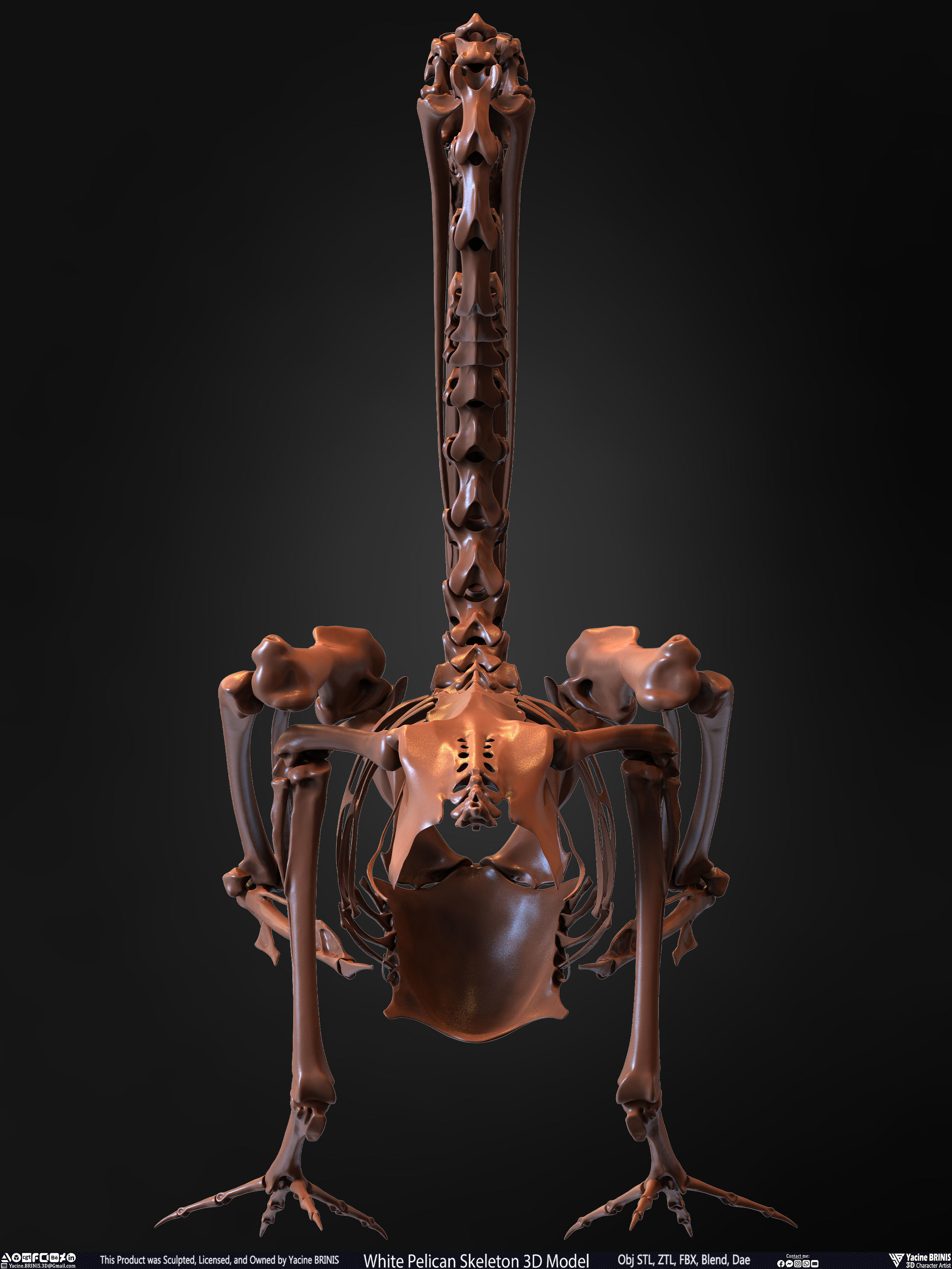 White Pelican Skeleton 3D Model Low-poly 3D model_20