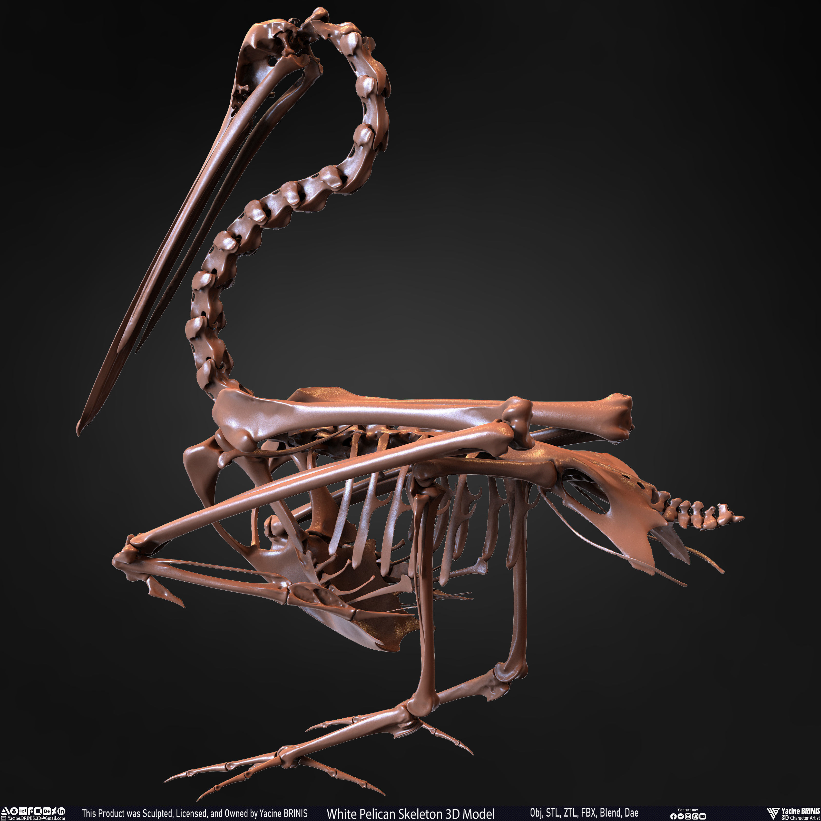 White Pelican Skeleton 3D Model Low-poly 3D model_14
