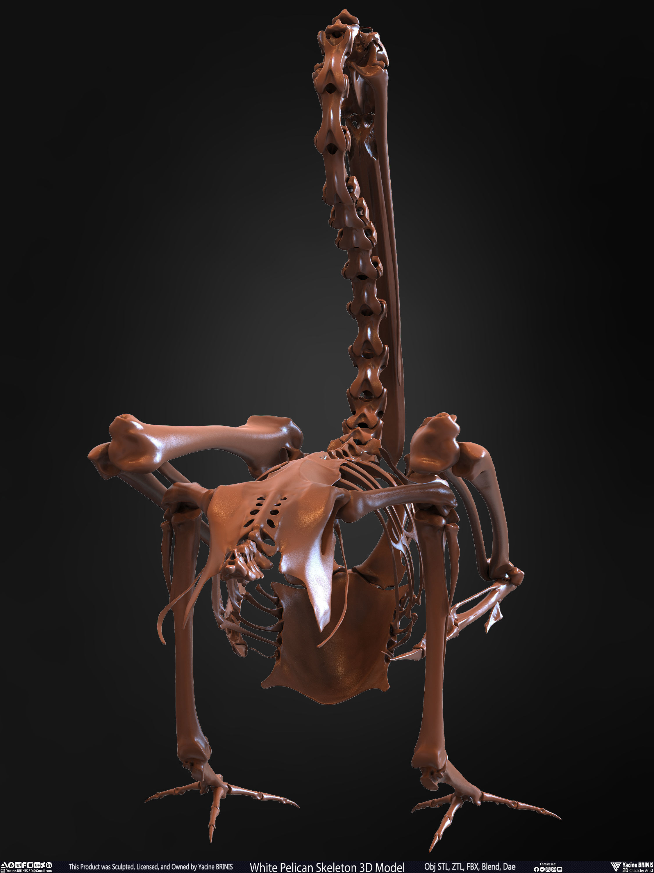 White Pelican Skeleton 3D Model Low-poly 3D model_21