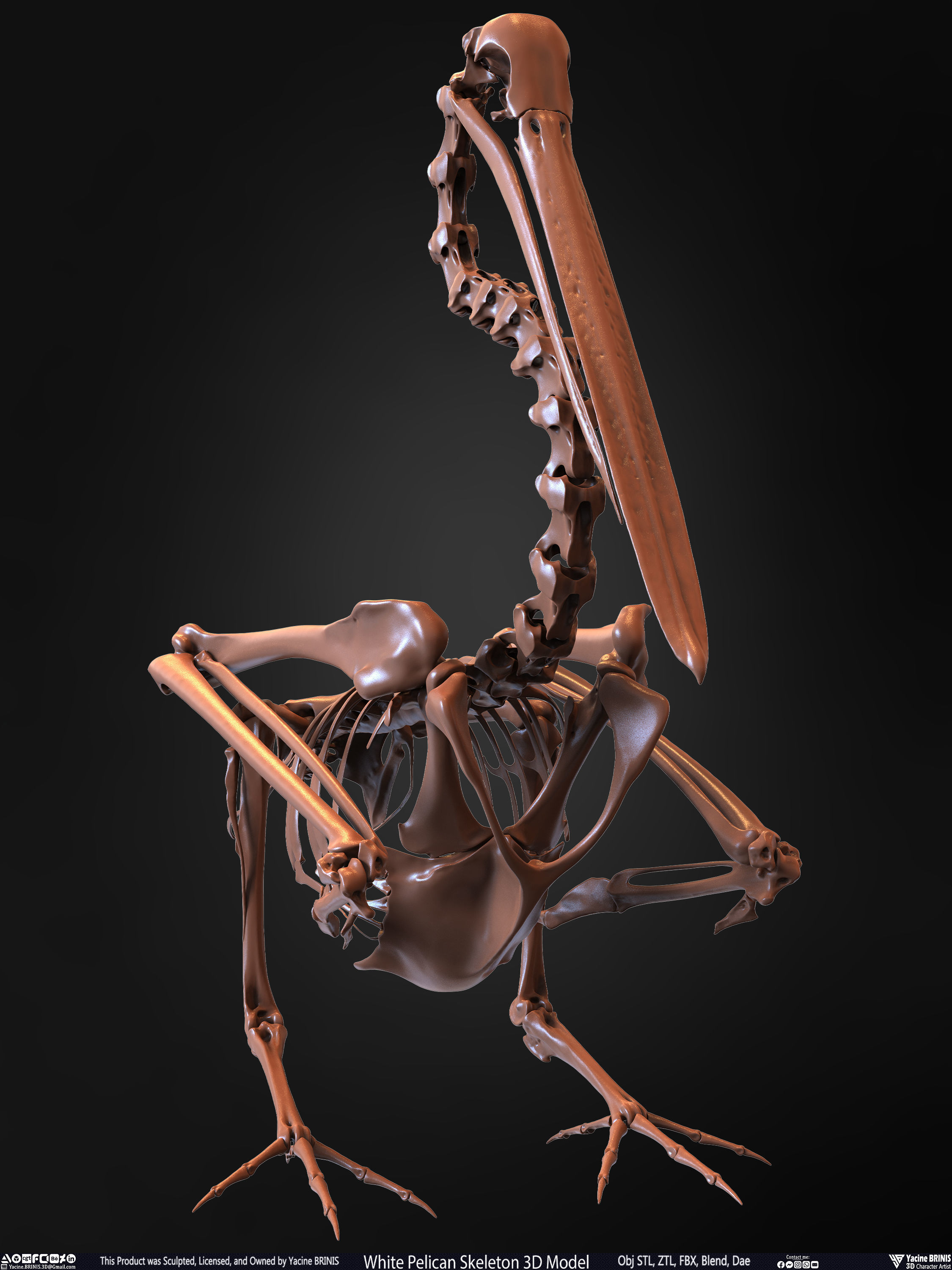 White Pelican Skeleton 3D Model Low-poly 3D model_32