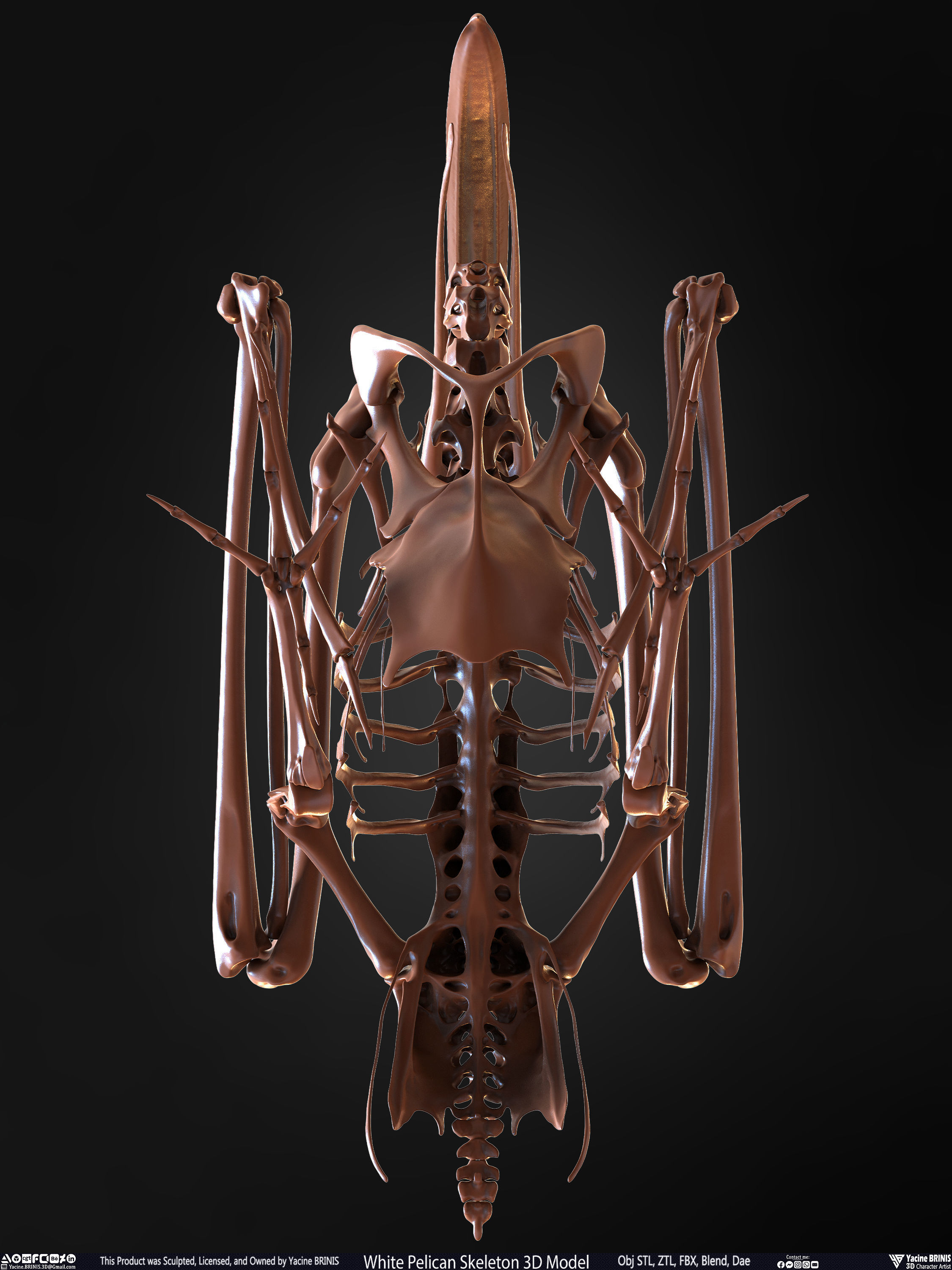 White Pelican Skeleton 3D Model Low-poly 3D model_34