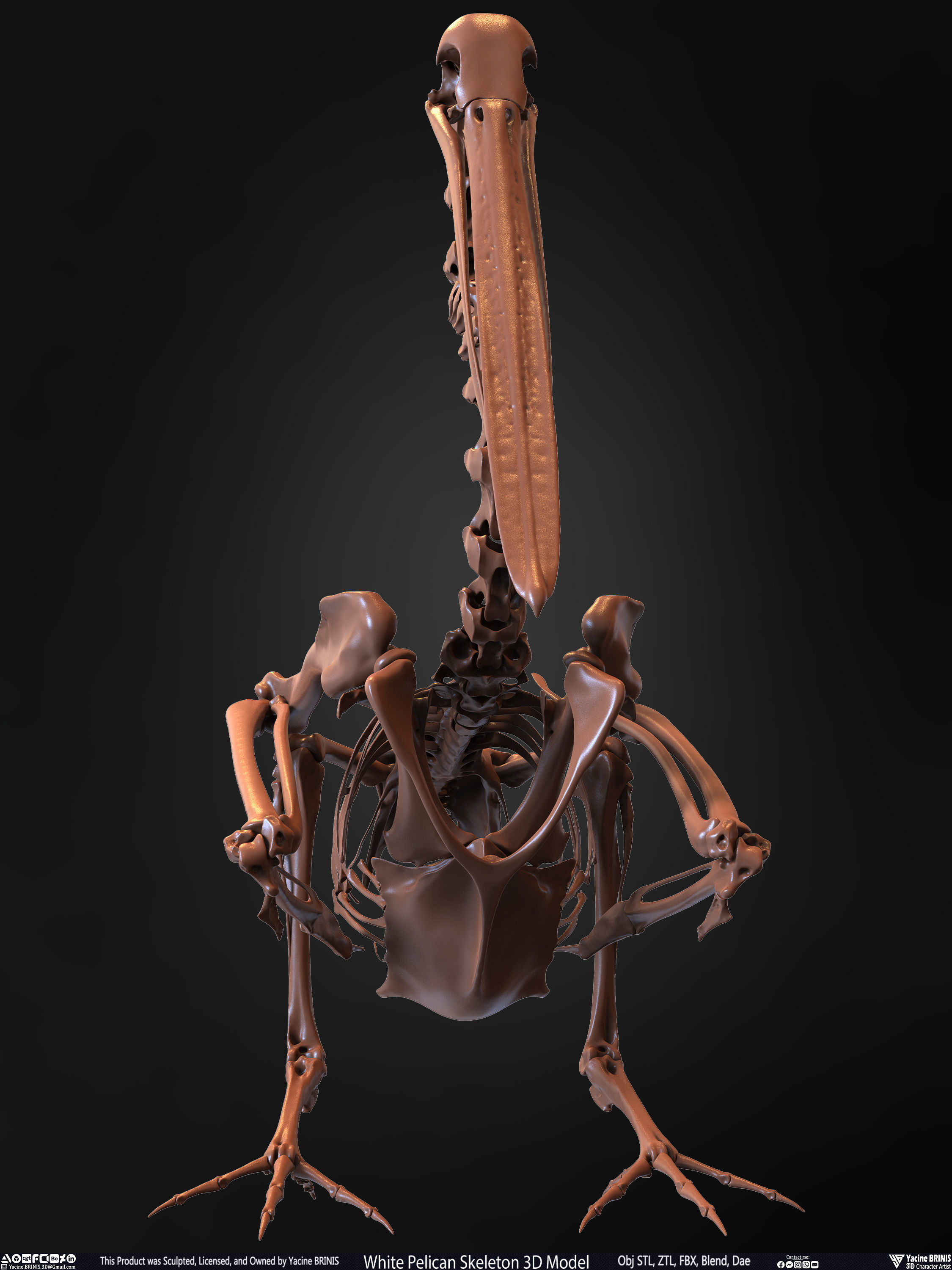 White Pelican Skeleton 3D Model Low-poly 3D model_5