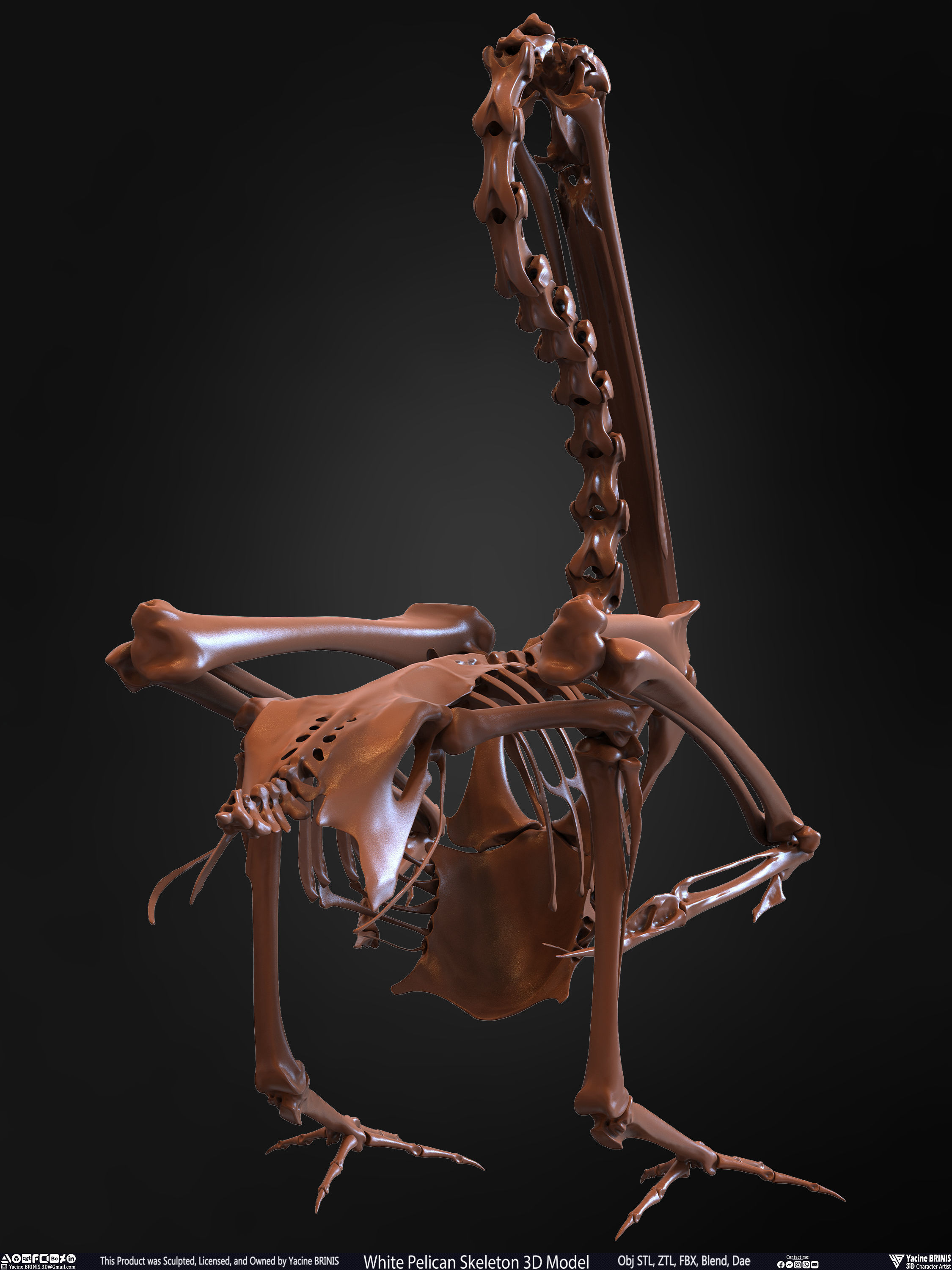 White Pelican Skeleton 3D Model Low-poly 3D model_22