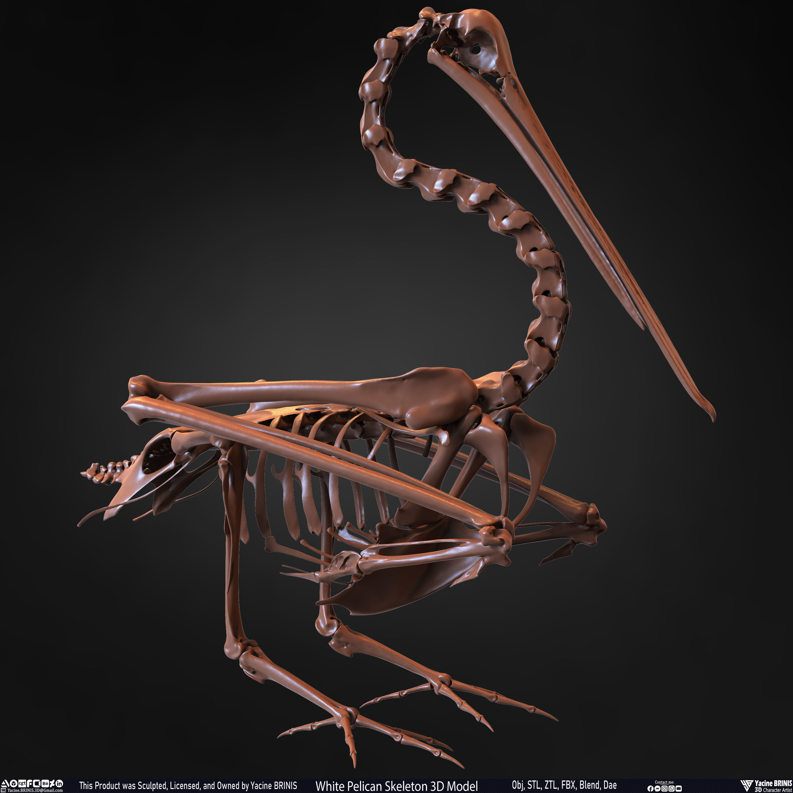 White Pelican Skeleton 3D Model Low-poly 3D model_28