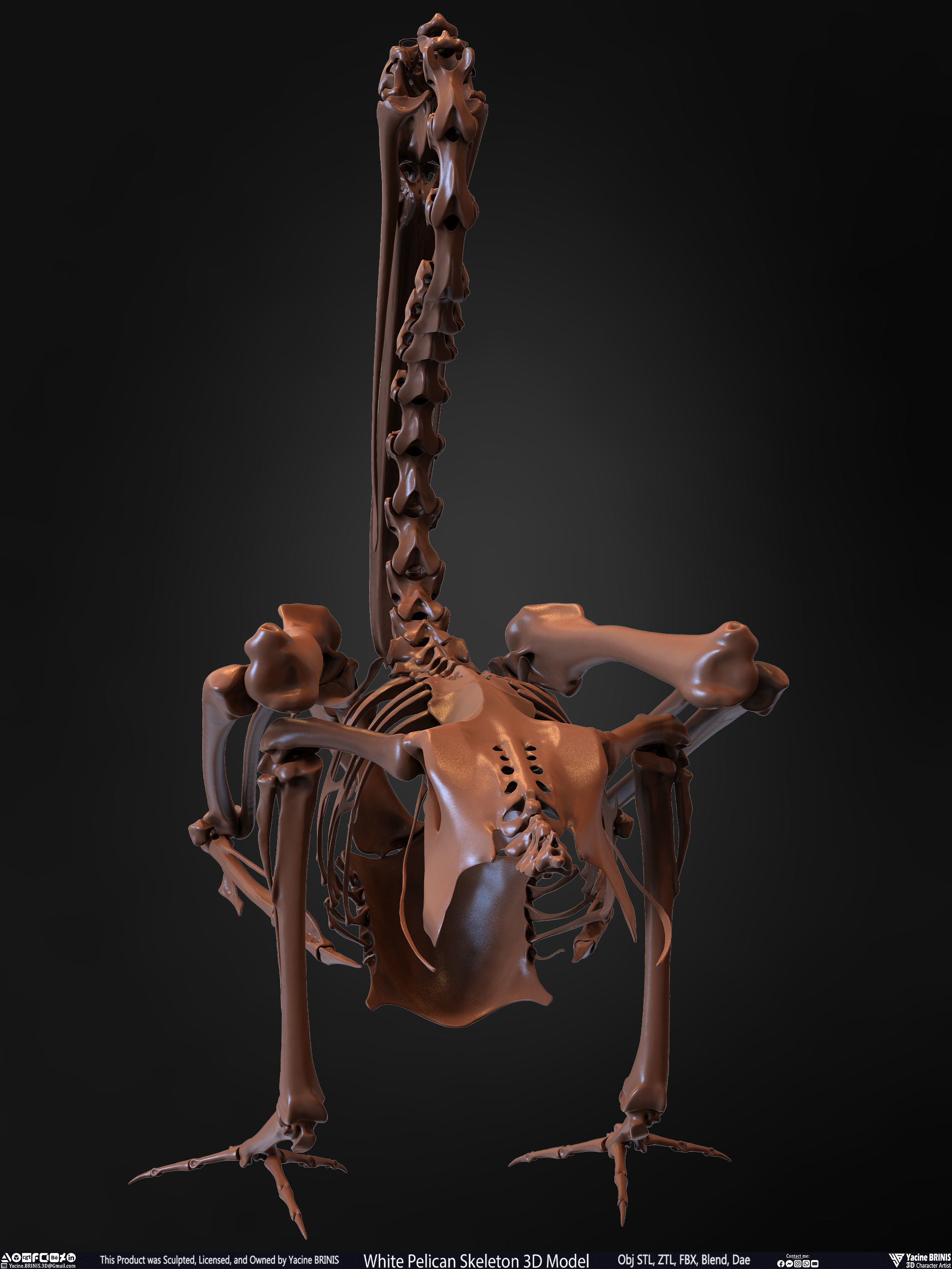 White Pelican Skeleton 3D Model Low-poly 3D model_19