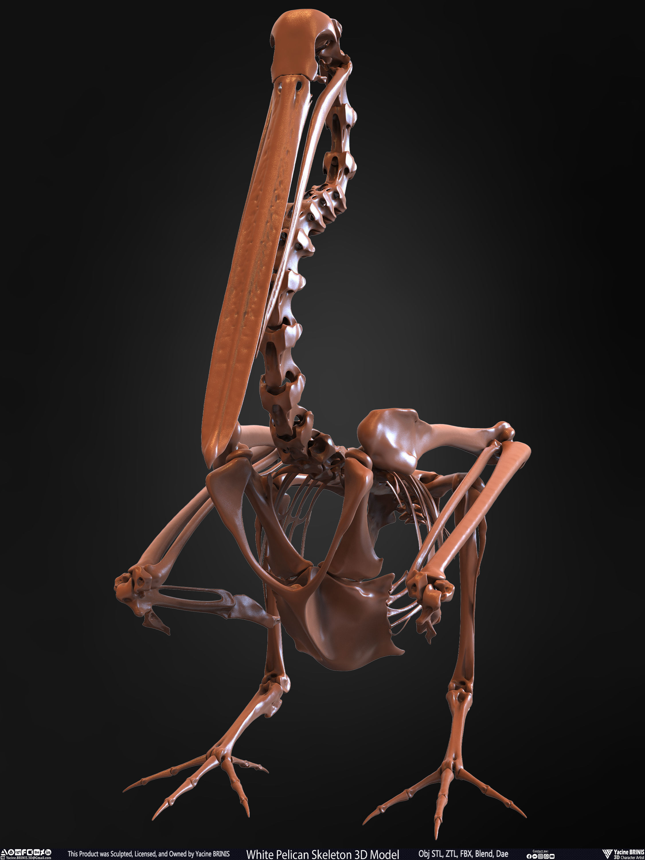 White Pelican Skeleton 3D Model Low-poly 3D model_8