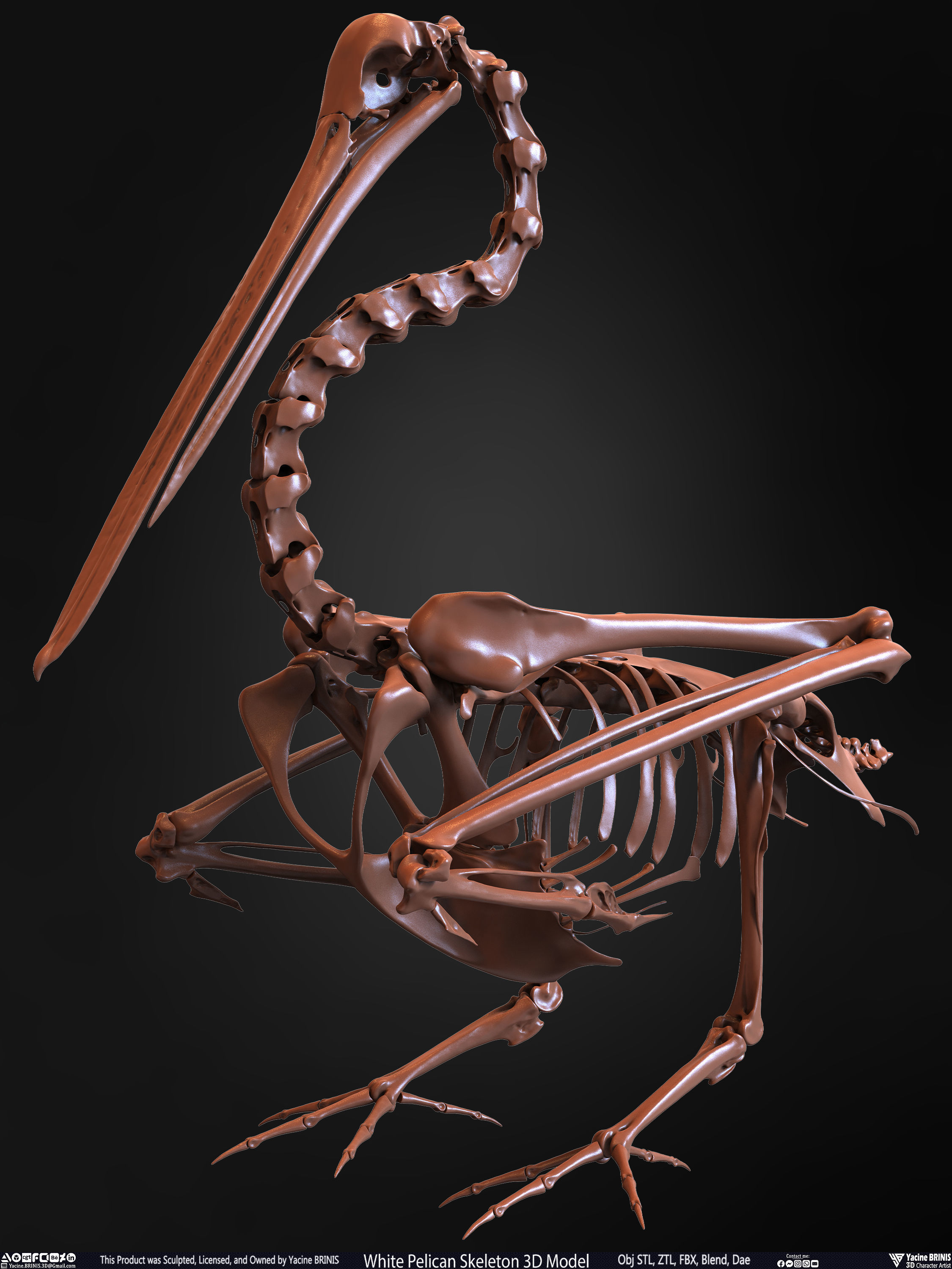 White Pelican Skeleton 3D Model Low-poly 3D model_11