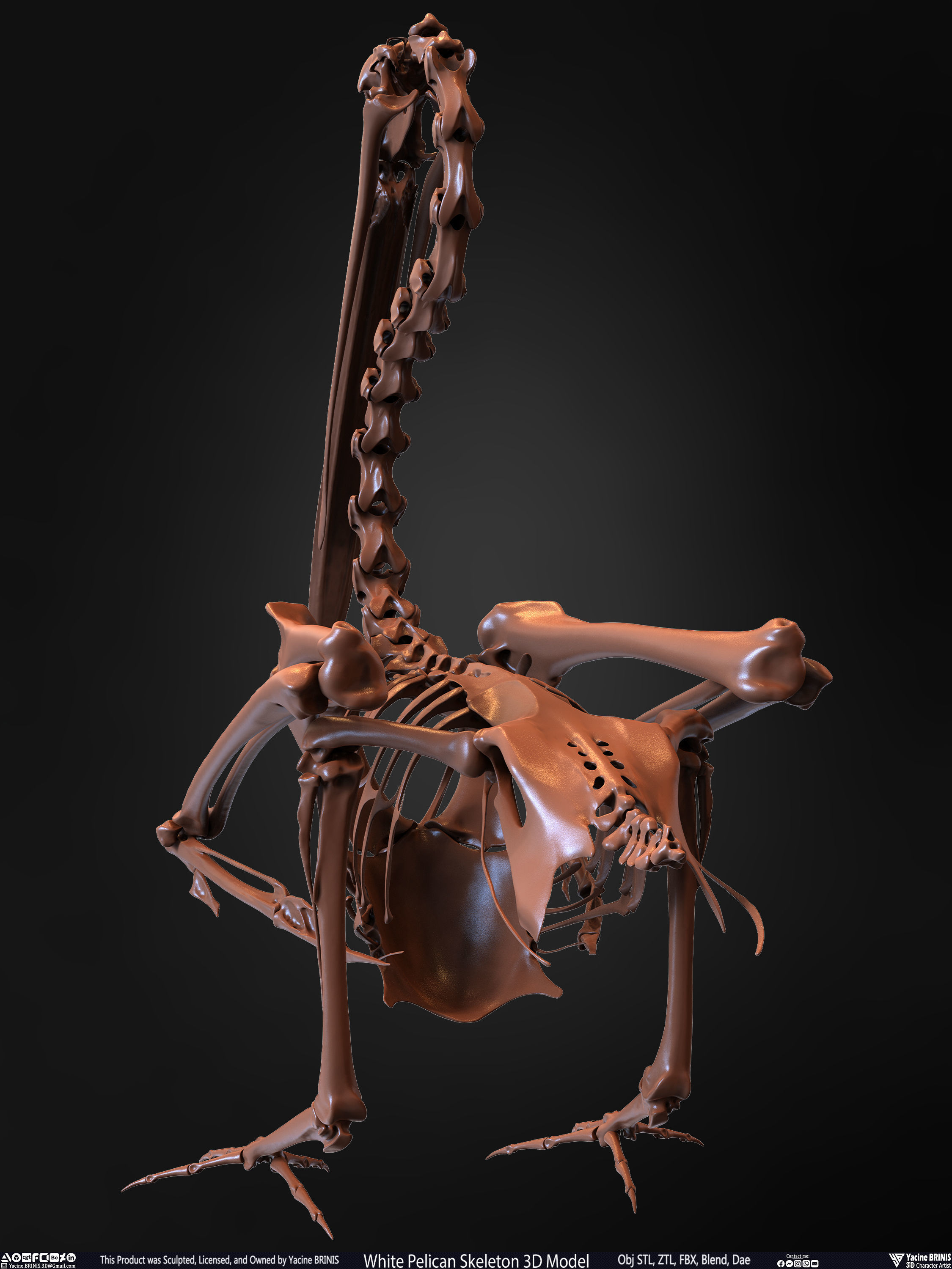White Pelican Skeleton 3D Model Low-poly 3D model_18