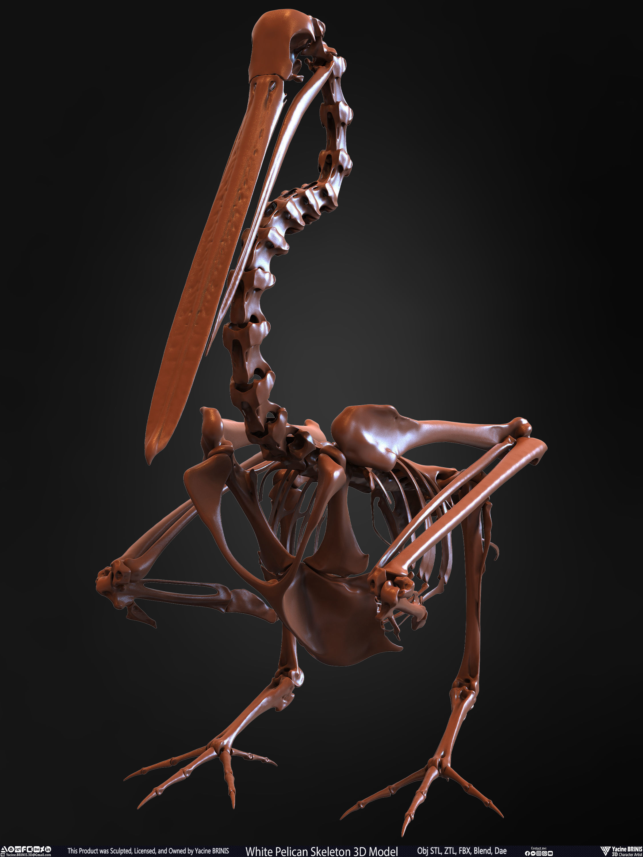 White Pelican Skeleton 3D Model Low-poly 3D model_9