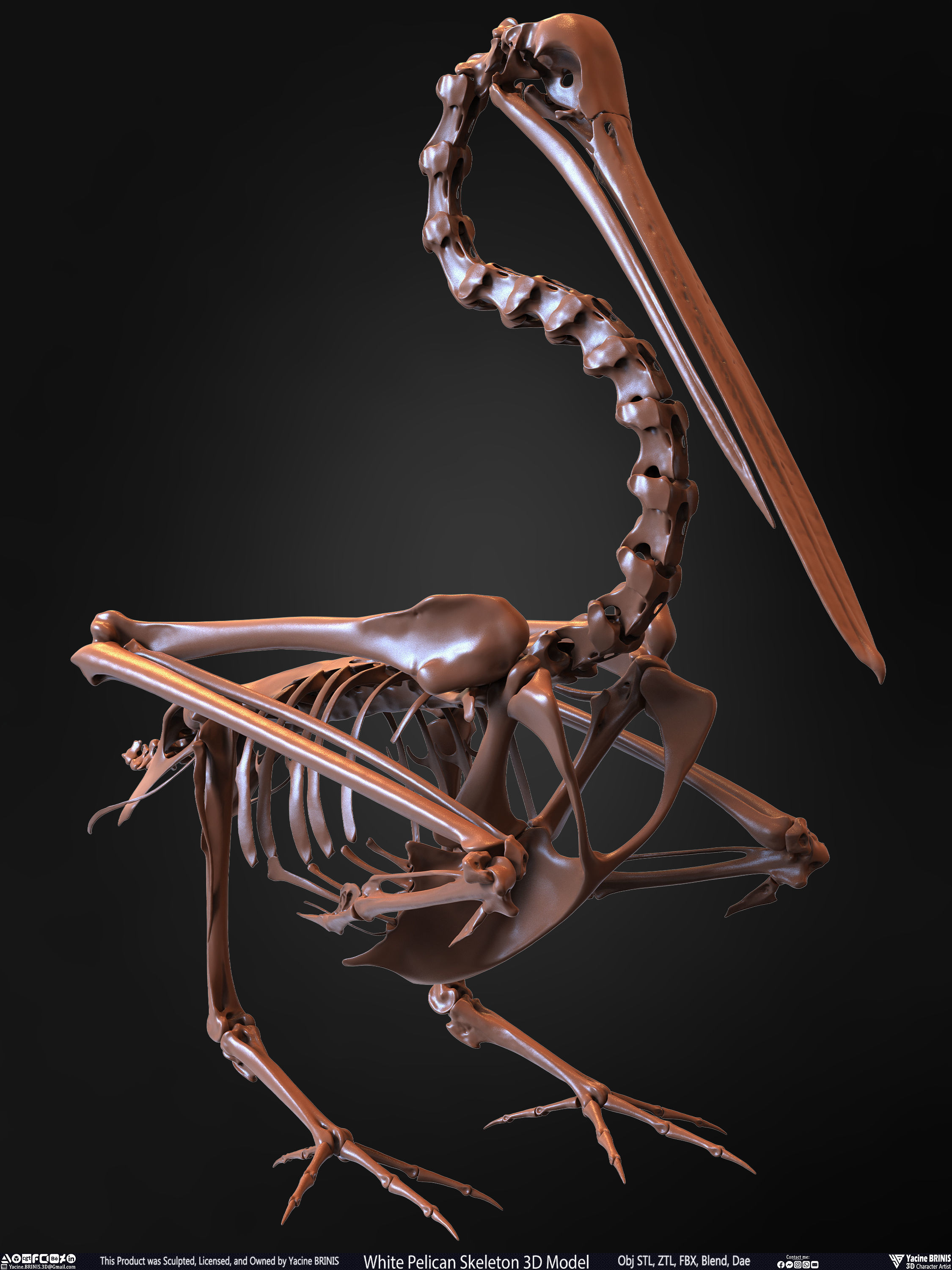 White Pelican Skeleton 3D Model Low-poly 3D model_30
