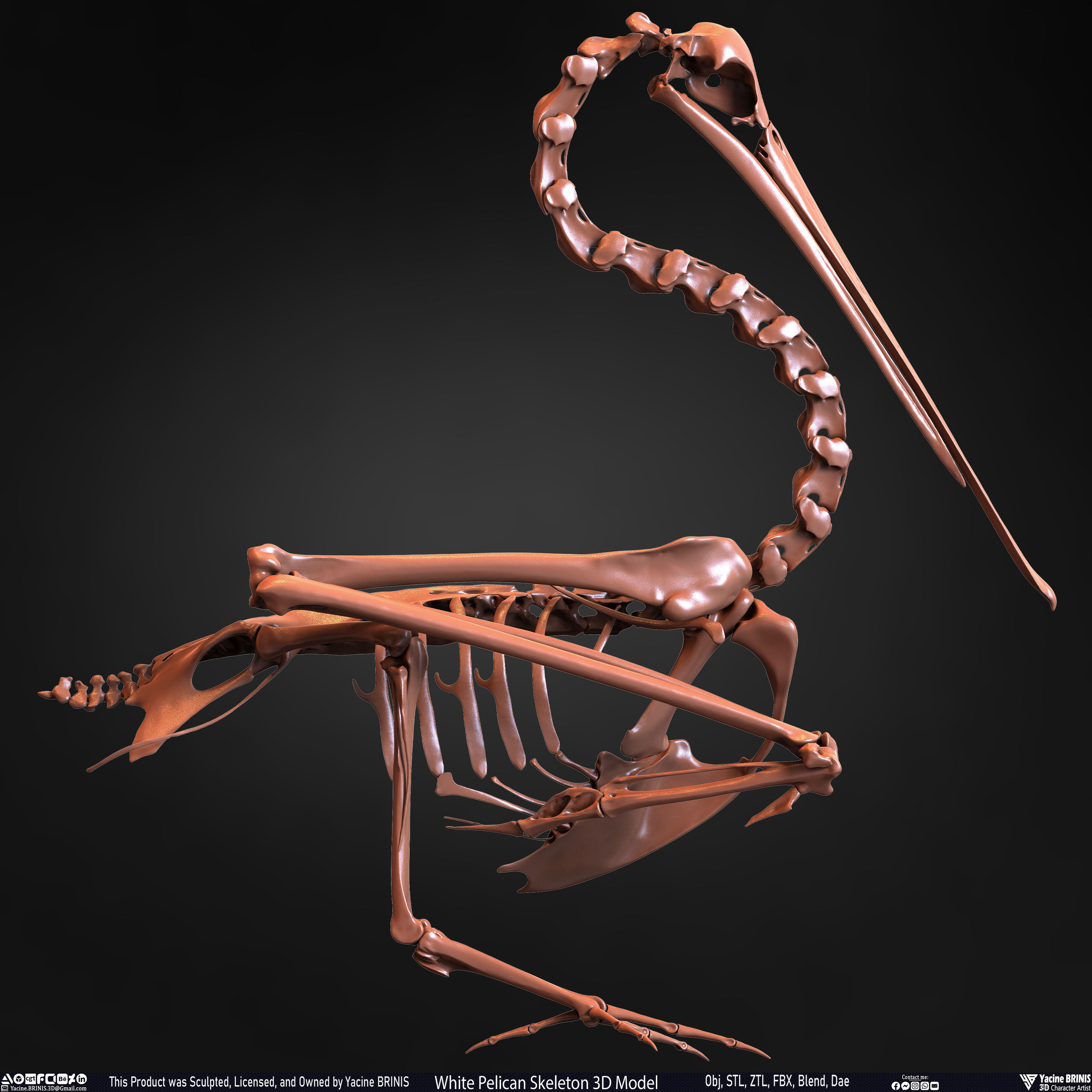 White Pelican Skeleton 3D Model Low-poly 3D model_26