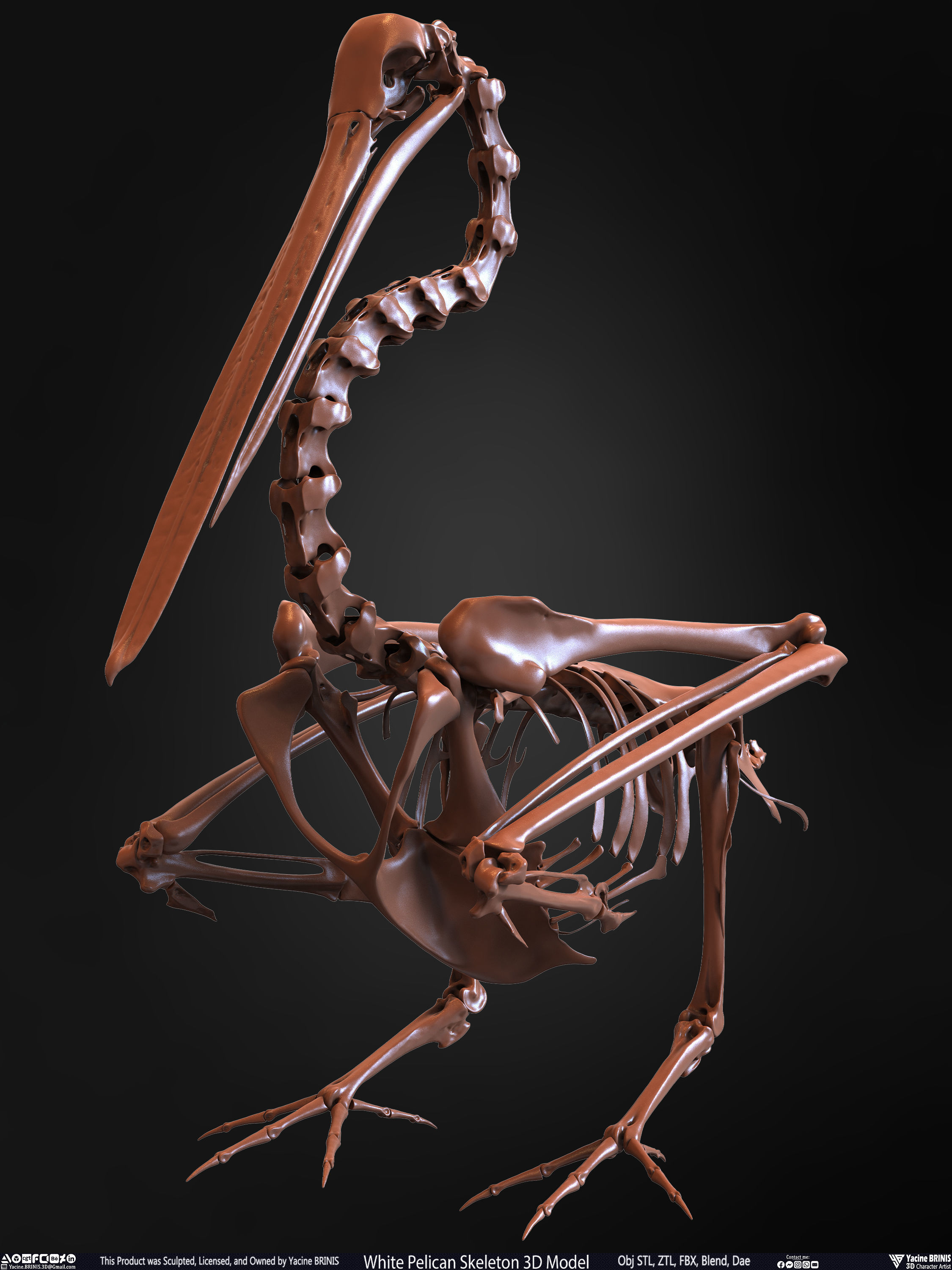 White Pelican Skeleton 3D Model Low-poly 3D model_10