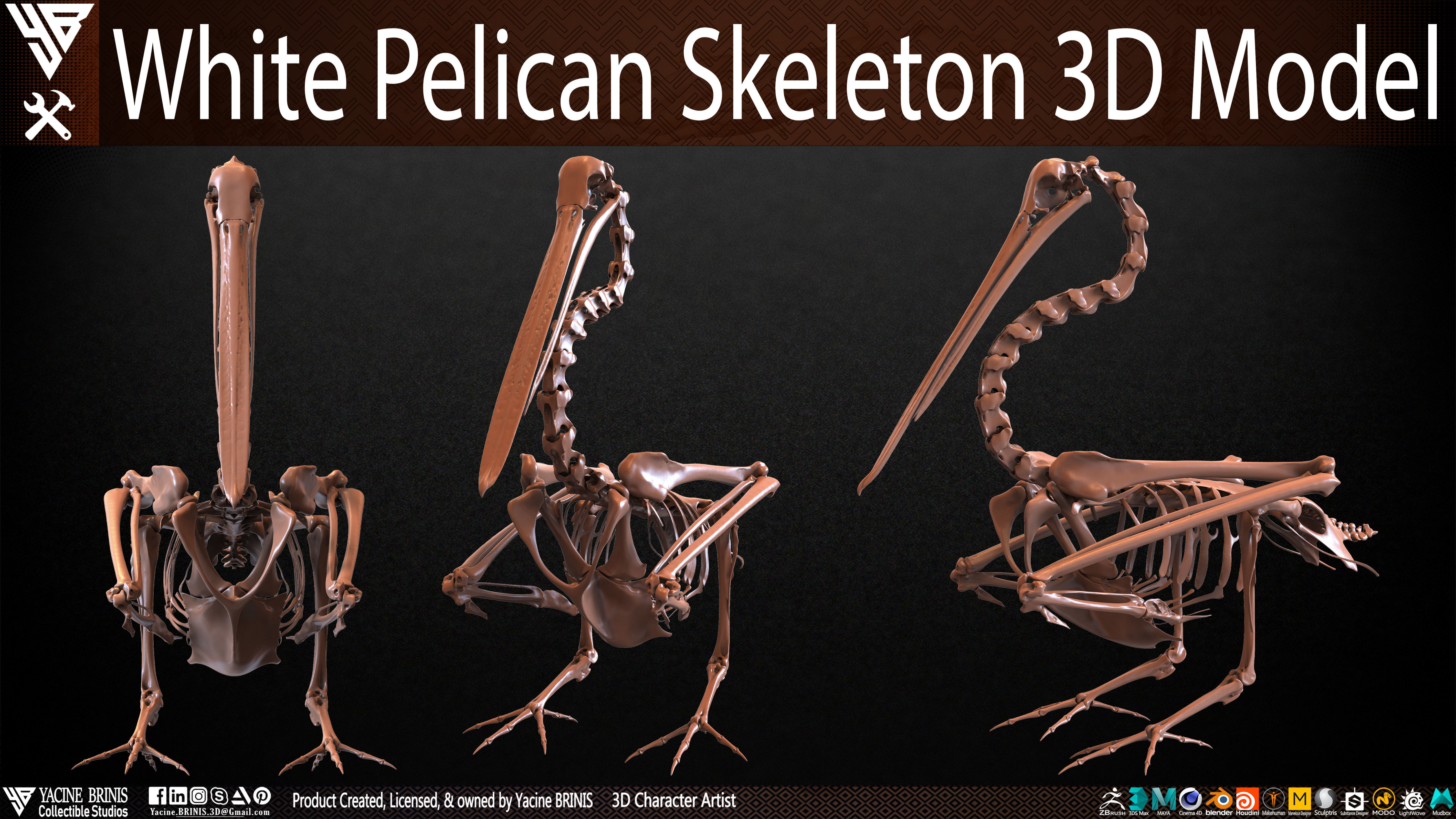 White Pelican Skeleton 3D Model Low-poly 3D model_35