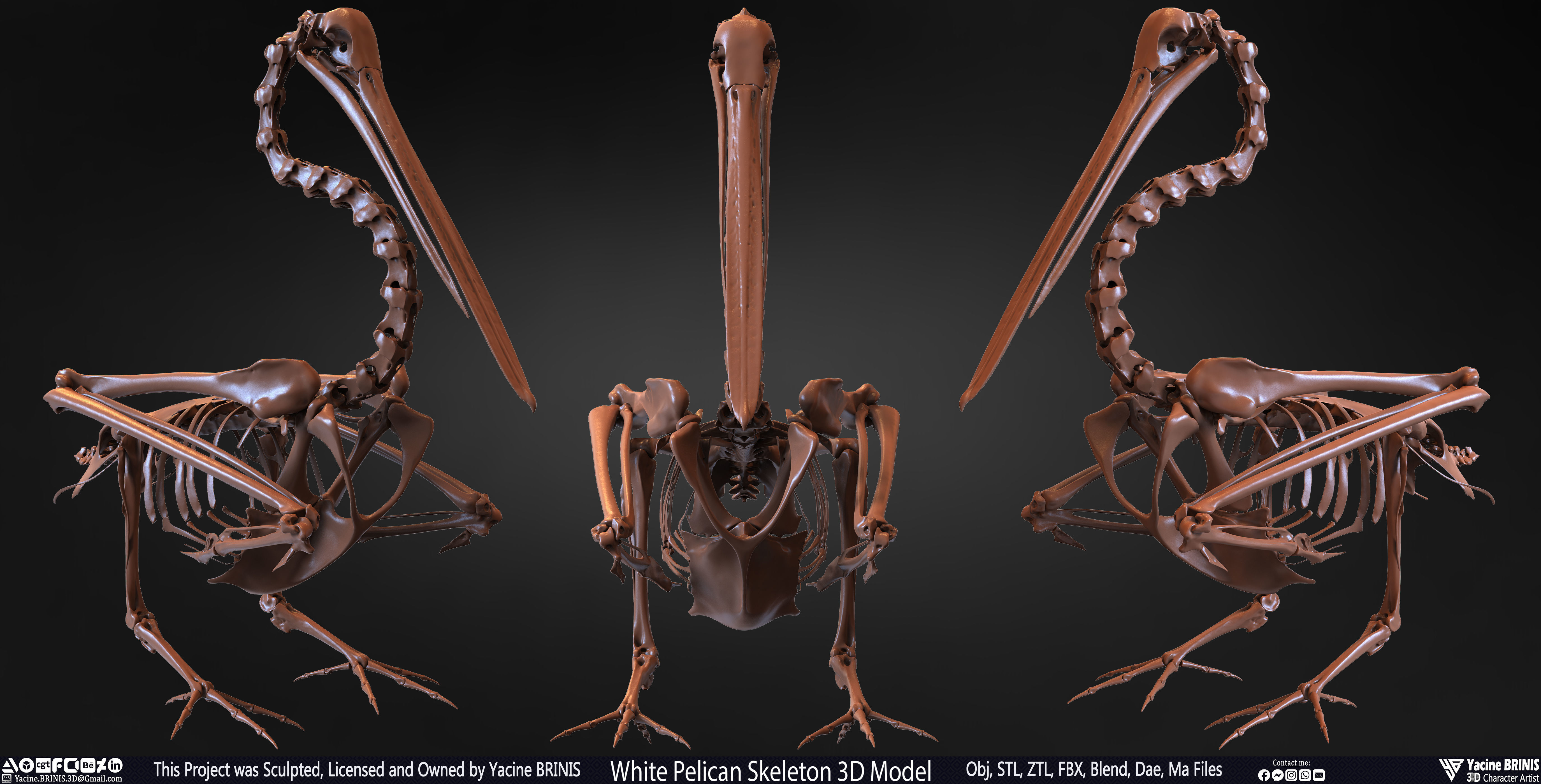 White Pelican Skeleton 3D Model Low-poly 3D model_1