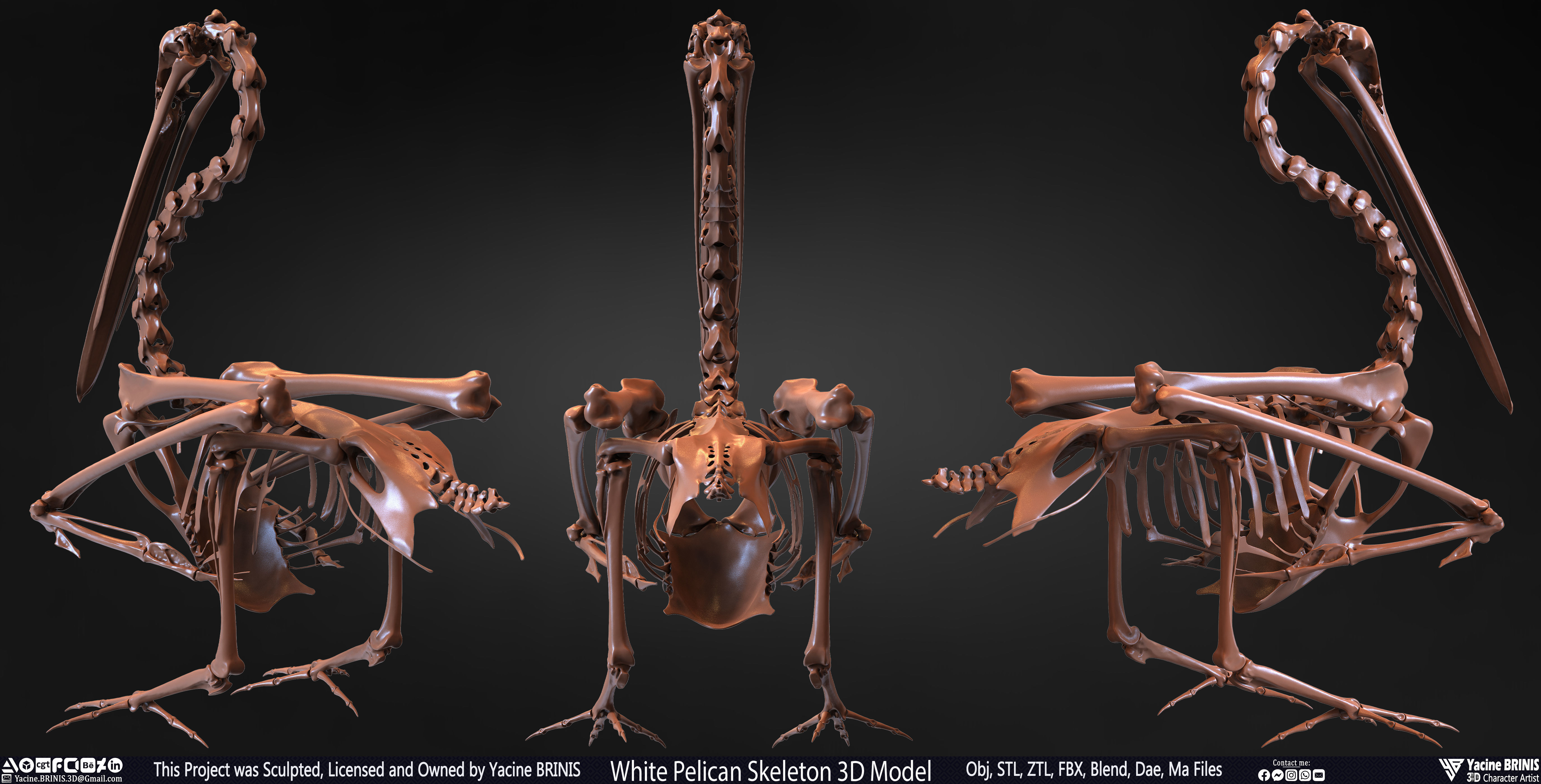 White Pelican Skeleton 3D Model Low-poly 3D model_2