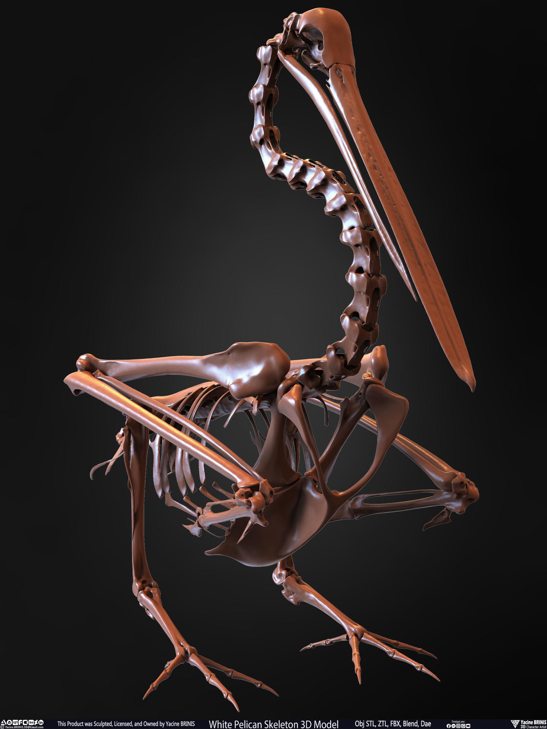 White Pelican Skeleton 3D Model Low-poly 3D model_31