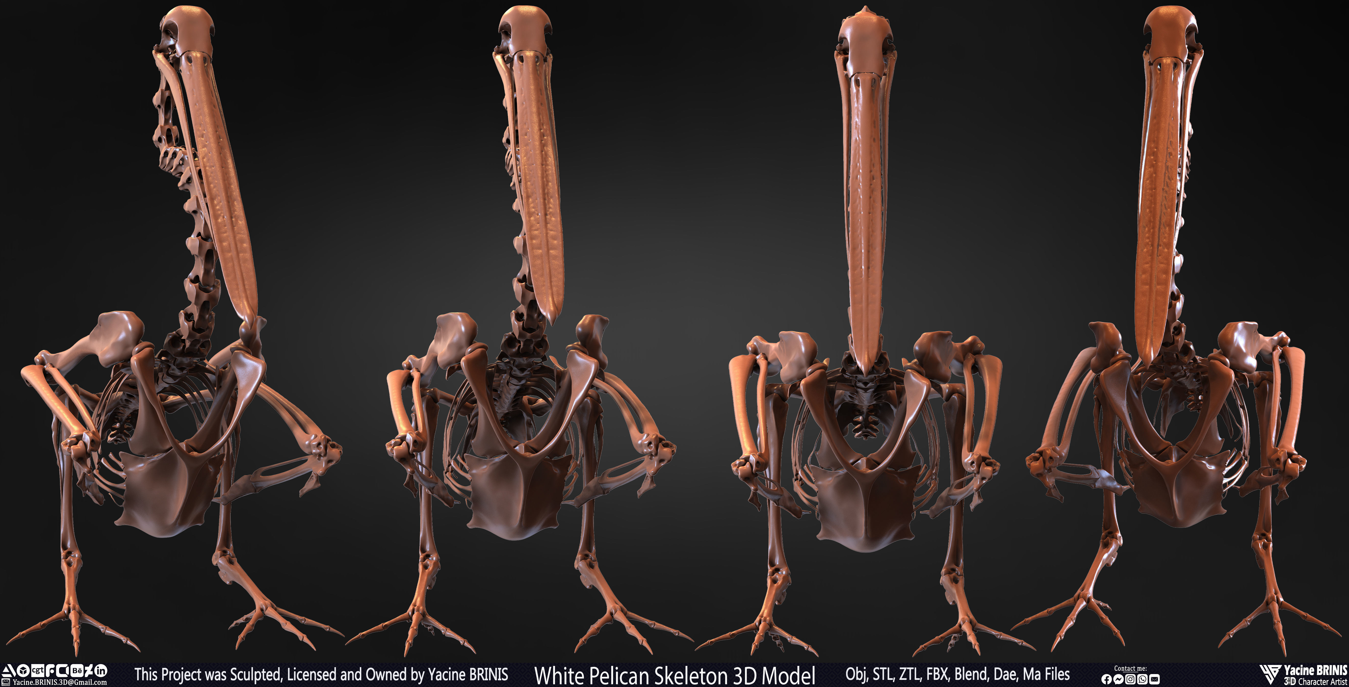 White Pelican Skeleton 3D Model Low-poly 3D model_3