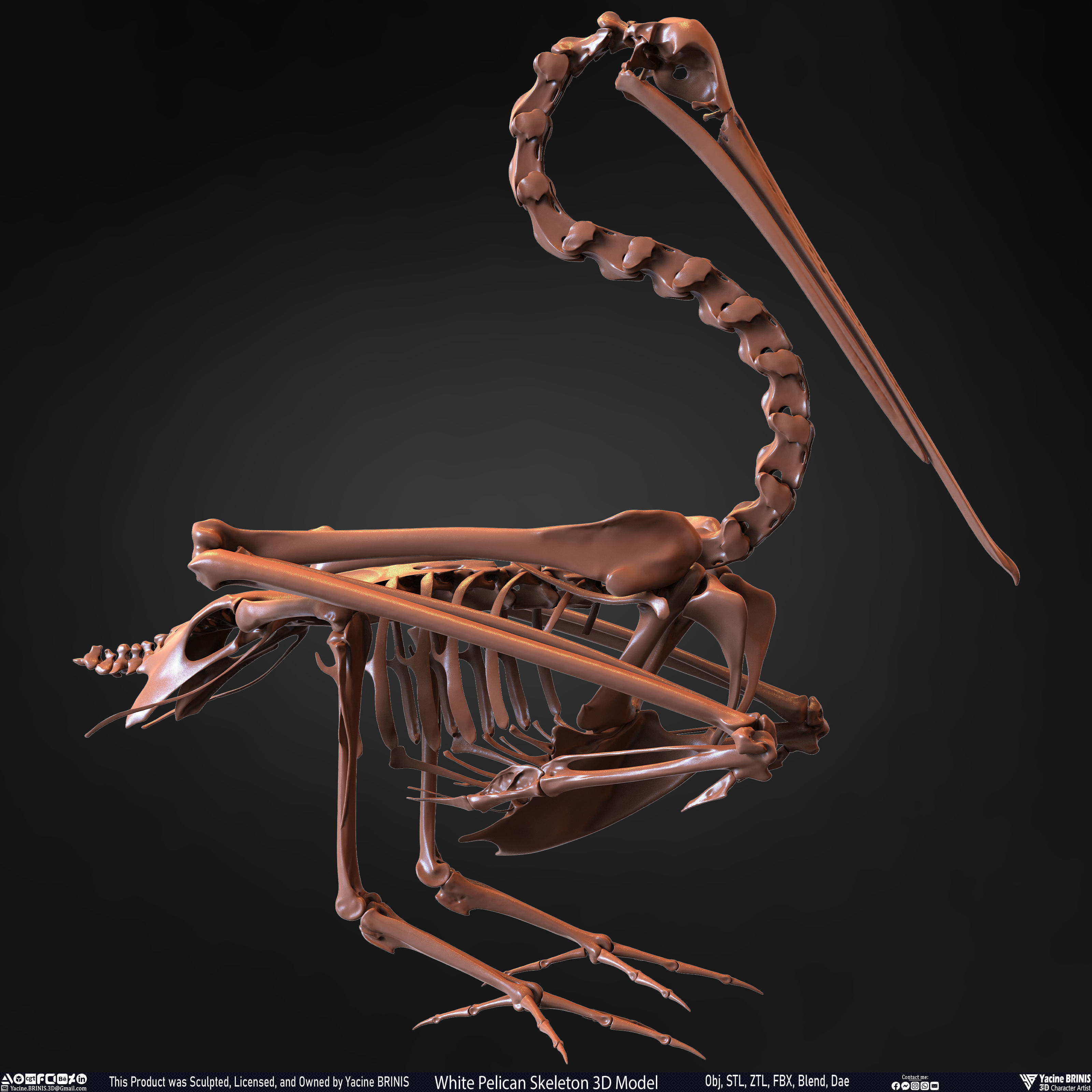 White Pelican Skeleton 3D Model Low-poly 3D model_27