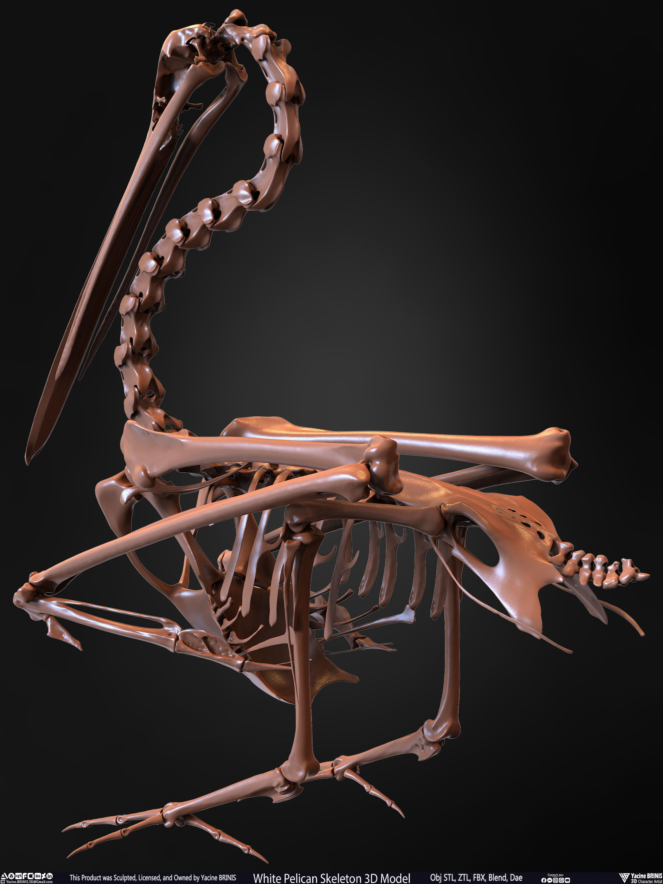 White Pelican Skeleton 3D Model Low-poly 3D model_15