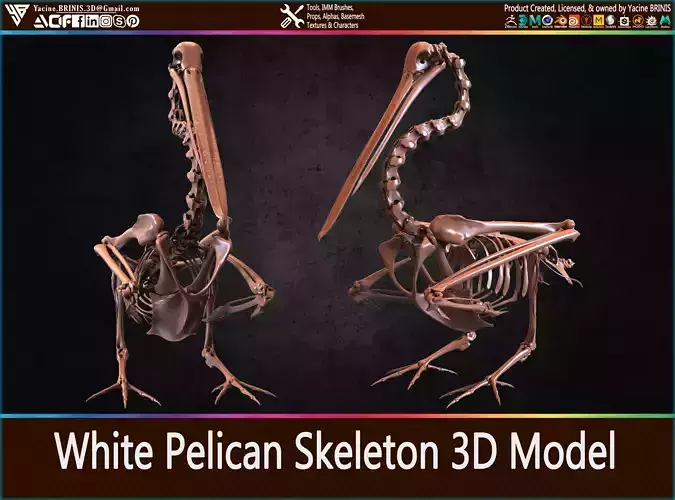 White Pelican Skeleton 3D Model