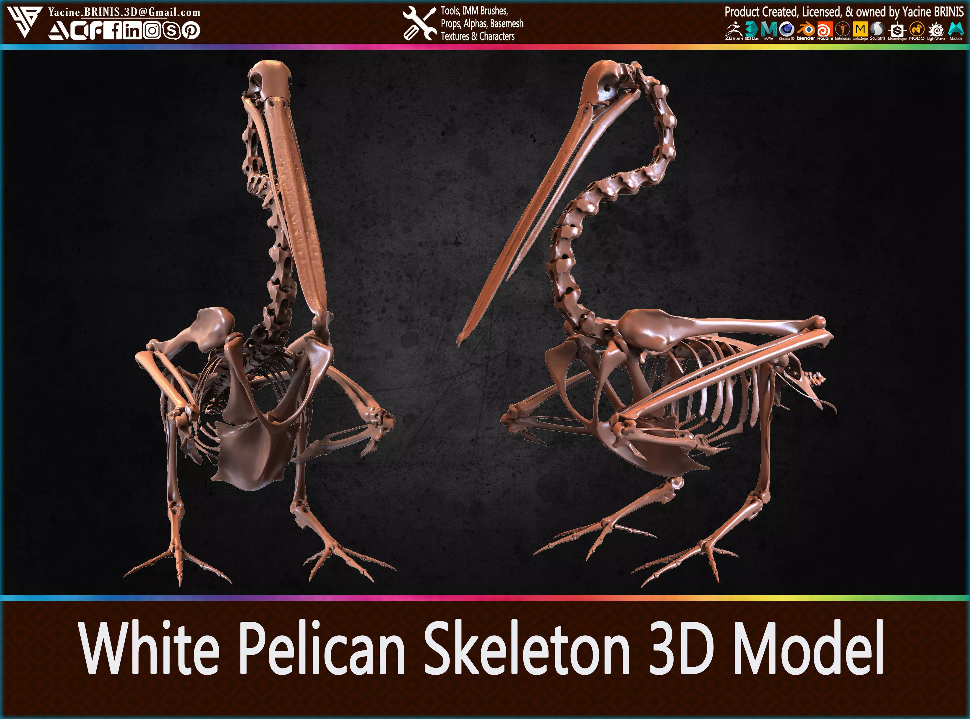 White Pelican Skeleton 3D Model Low-poly 3D model_0