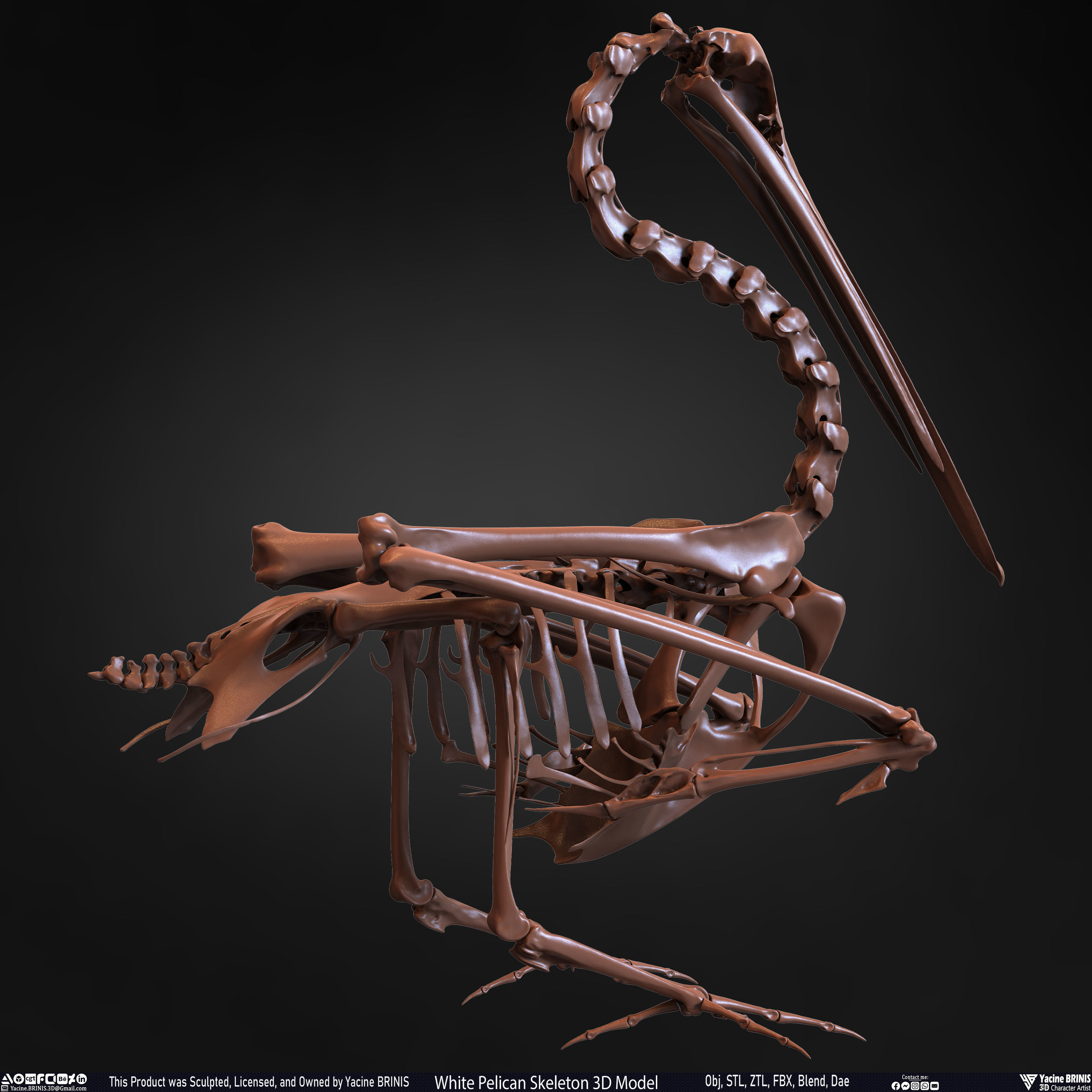 White Pelican Skeleton 3D Model Low-poly 3D model_25