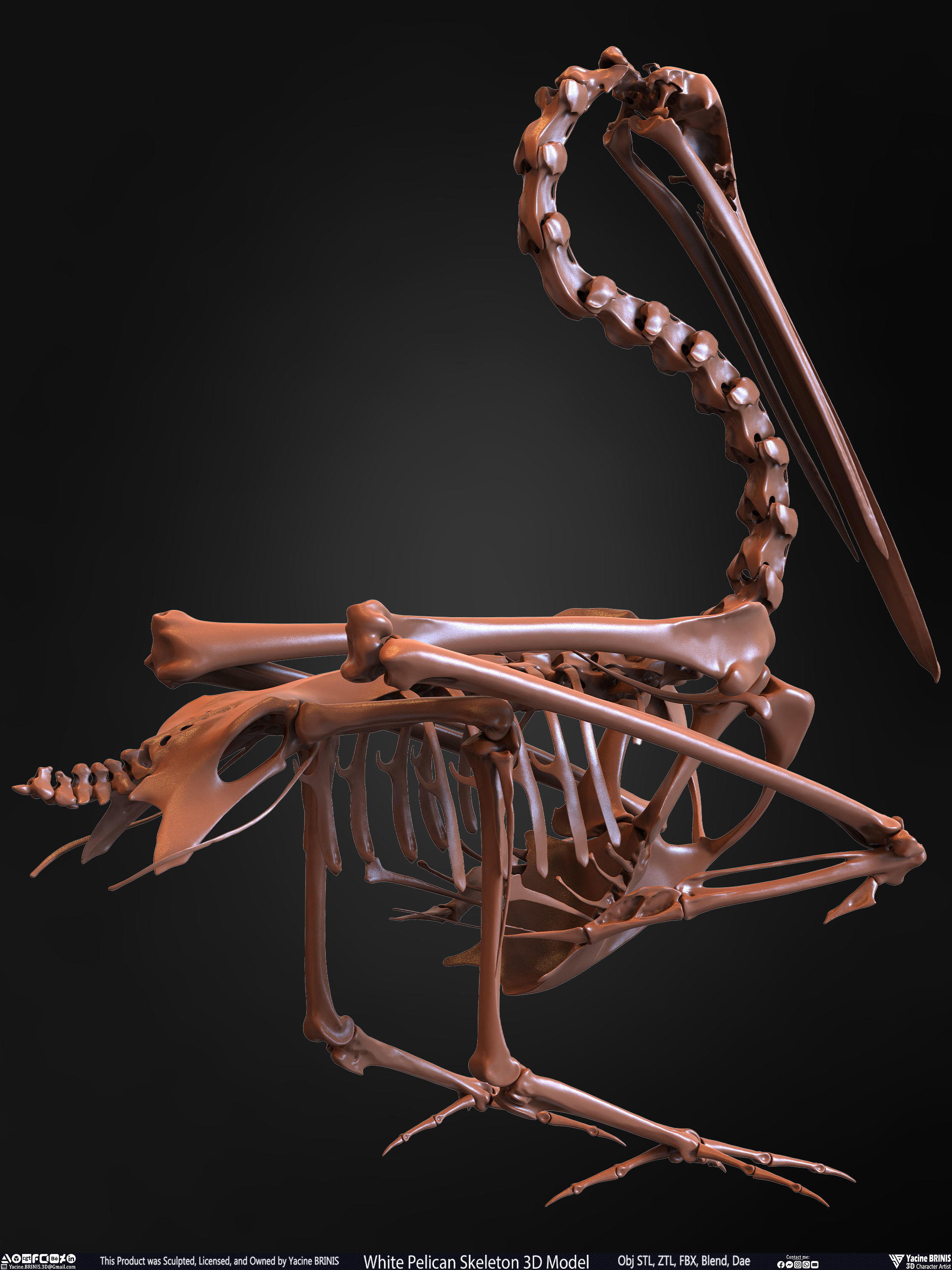 White Pelican Skeleton 3D Model Low-poly 3D model_24
