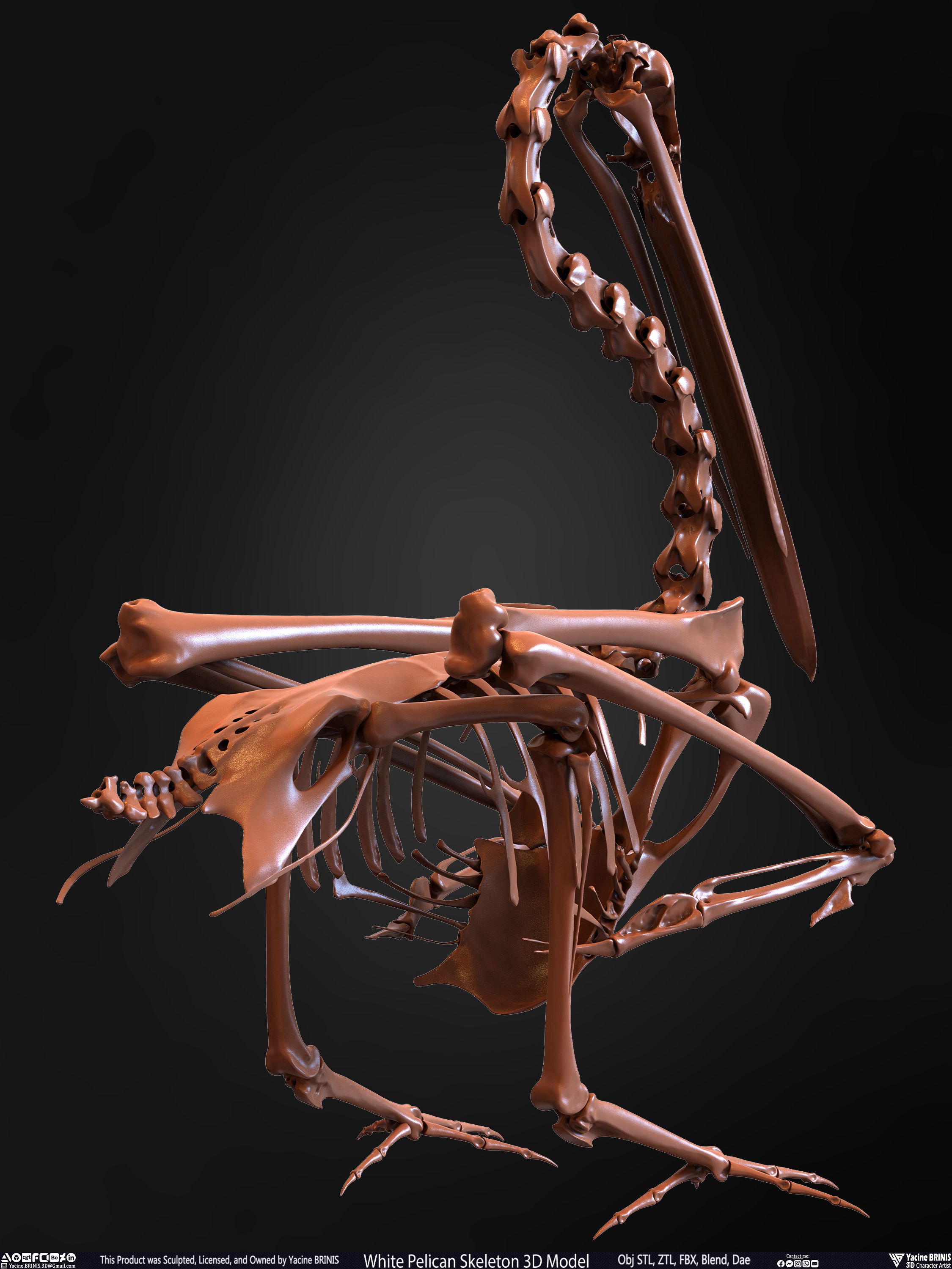 White Pelican Skeleton 3D Model Low-poly 3D model_23