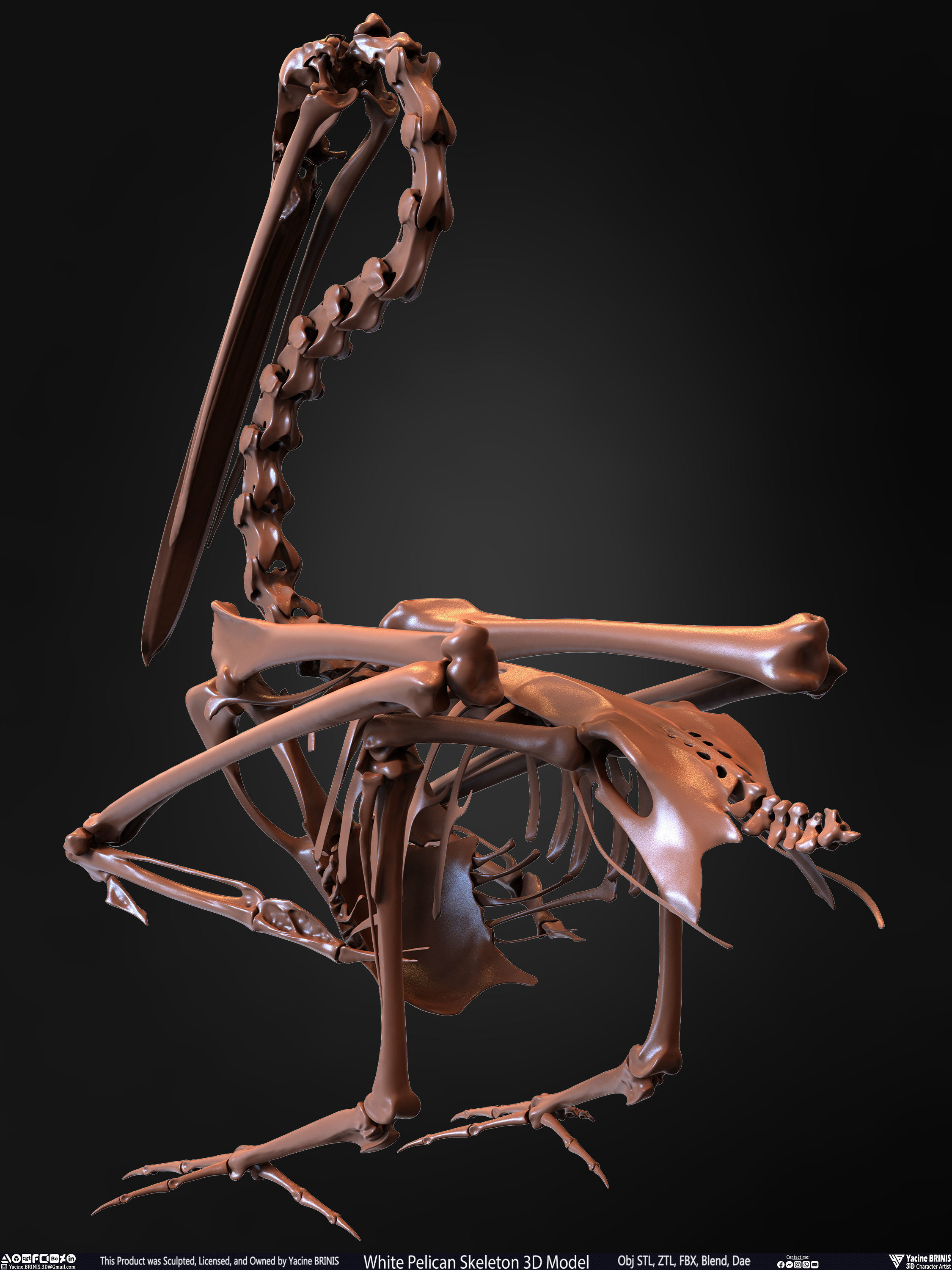 White Pelican Skeleton 3D Model Low-poly 3D model_16