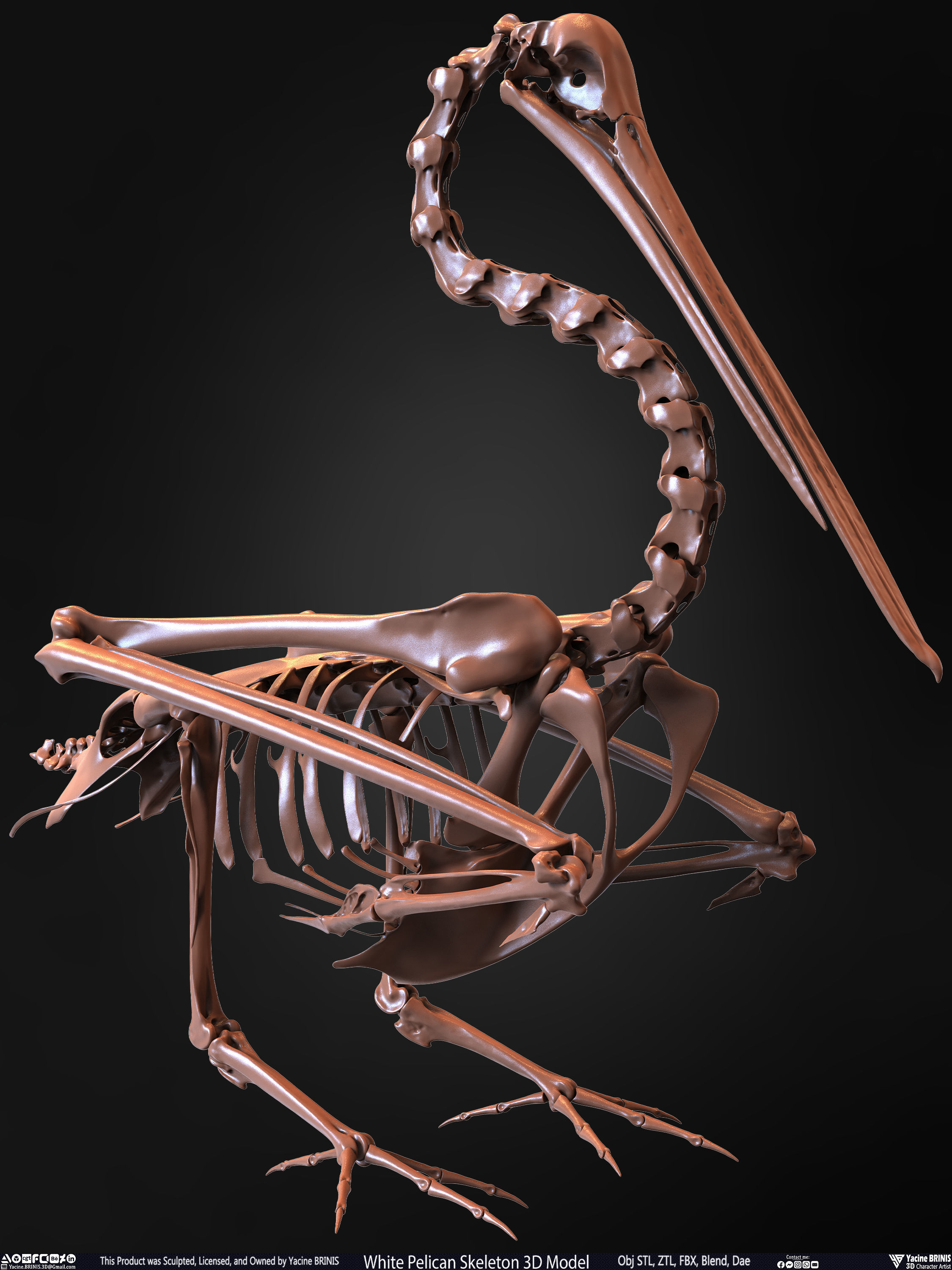 White Pelican Skeleton 3D Model Low-poly 3D model_29