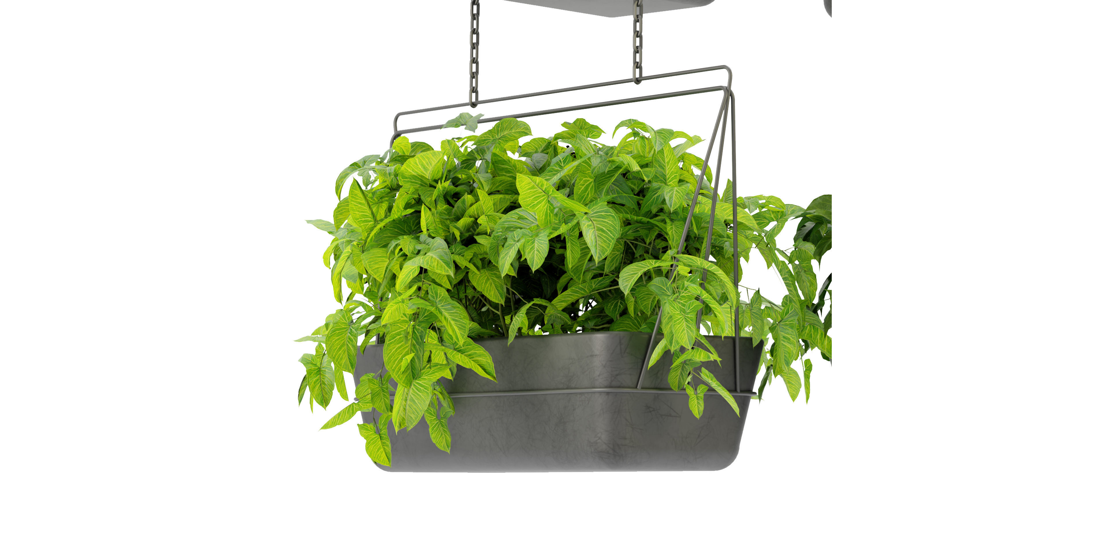 Collection plant vol 368  - blender model  3D model_2