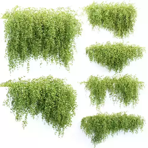 Hanging Wall Creeper Plants collection vol 225 3D model