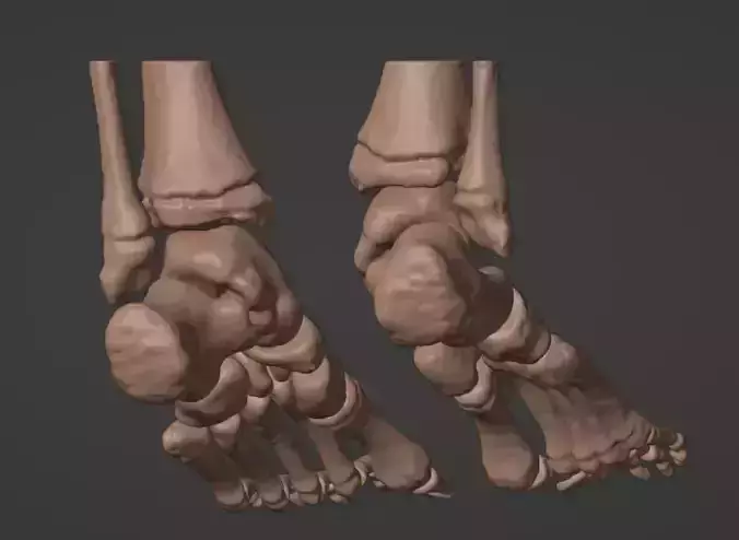 3D Model of Feet