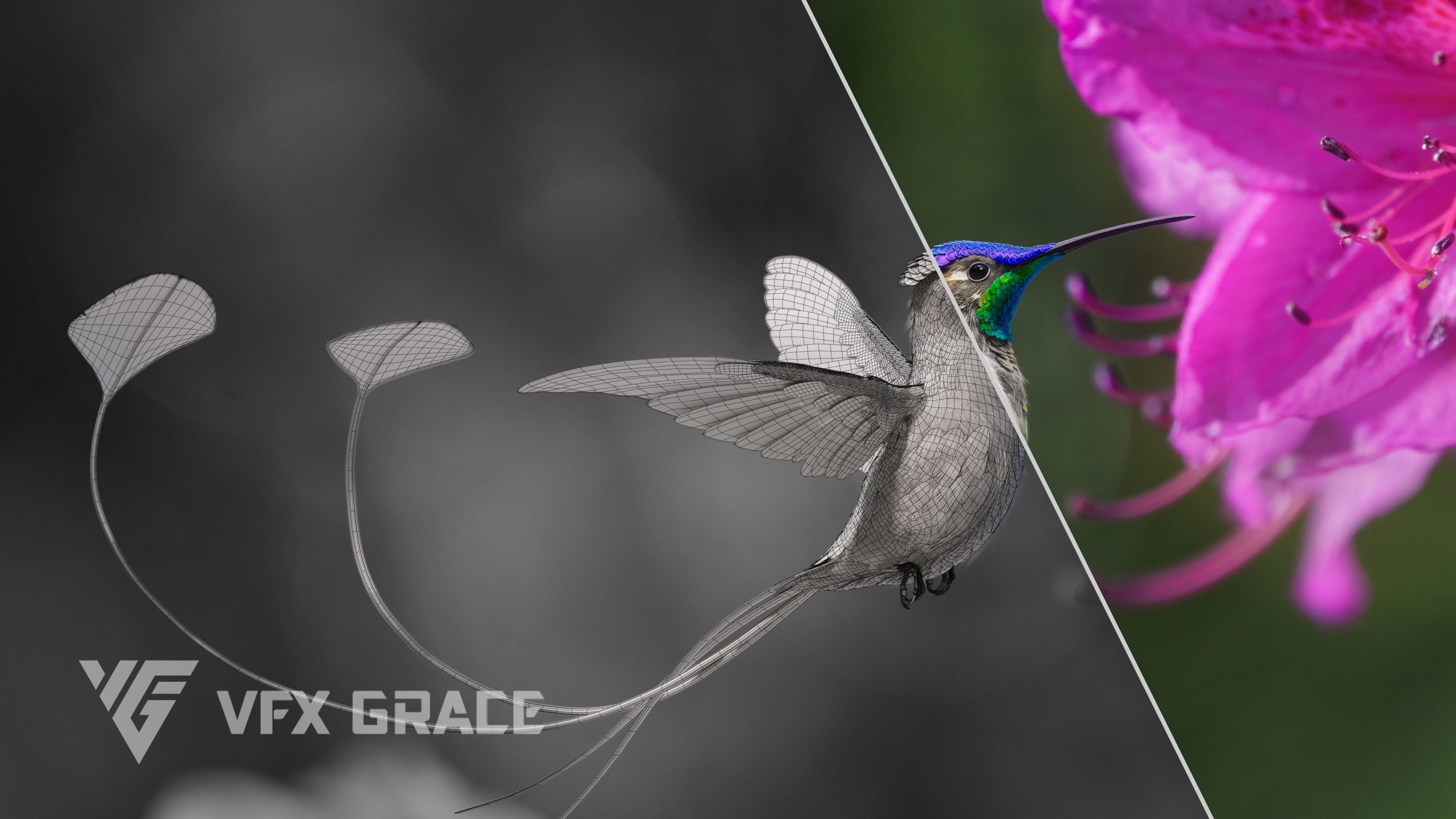 Hummingbird Animation VFX Grace 3D model_4