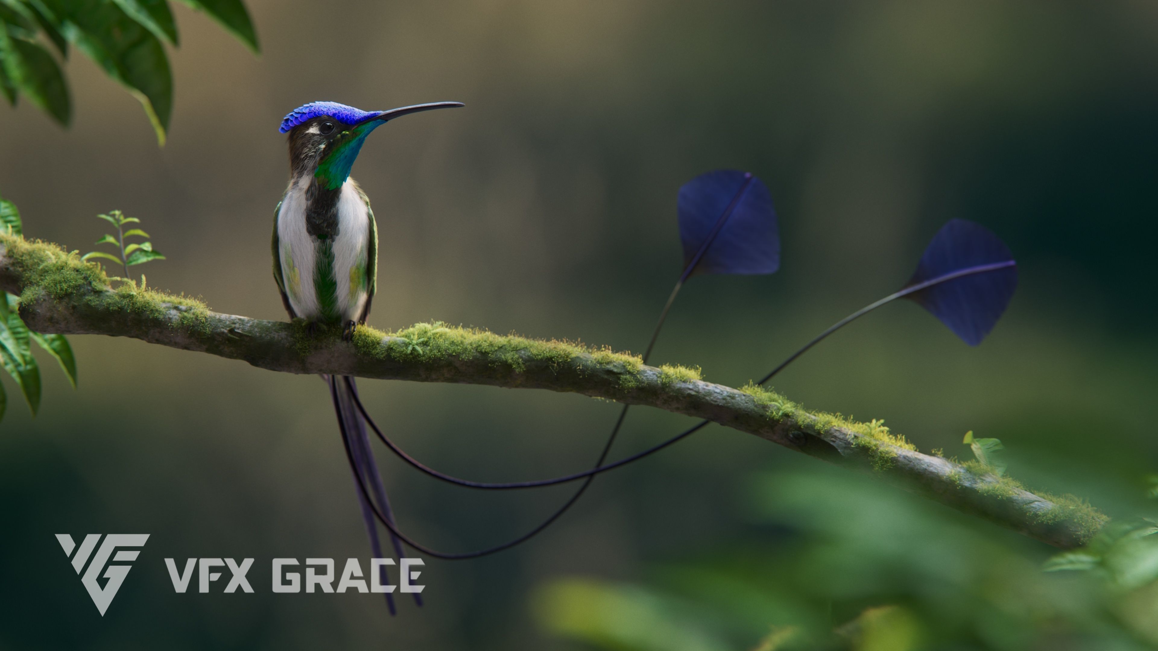 Hummingbird Animation VFX Grace 3D model_5