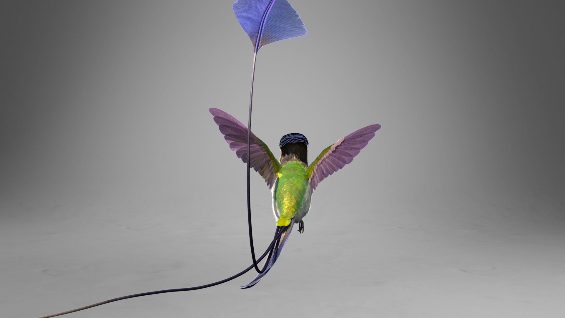 Hummingbird Animation VFX Grace 3D model_12