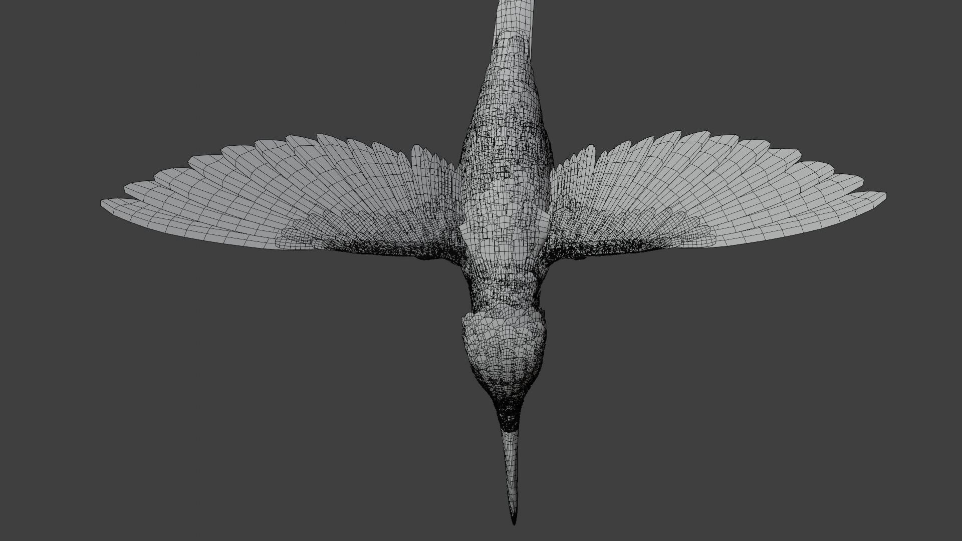 Hummingbird Animation VFX Grace 3D model_24