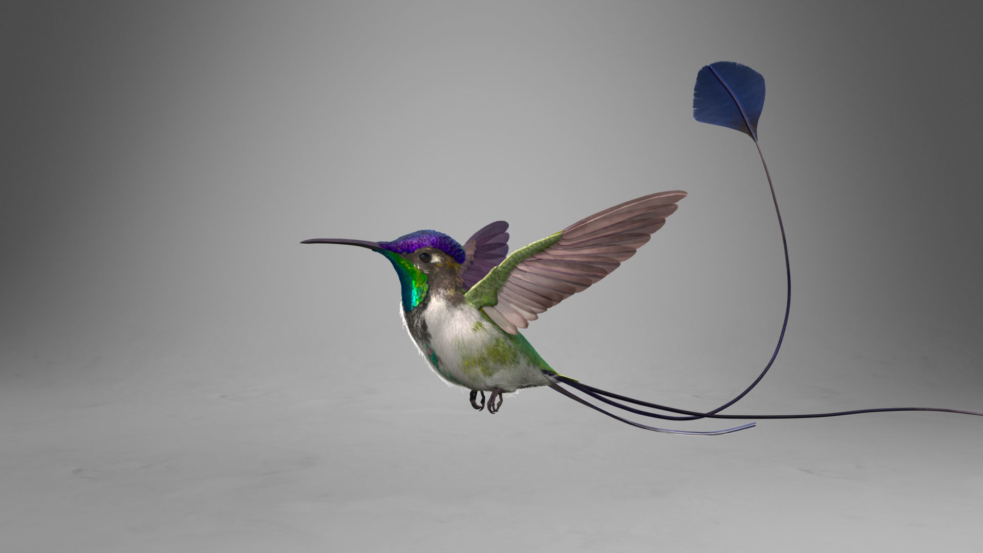 Hummingbird Animation VFX Grace 3D model_7