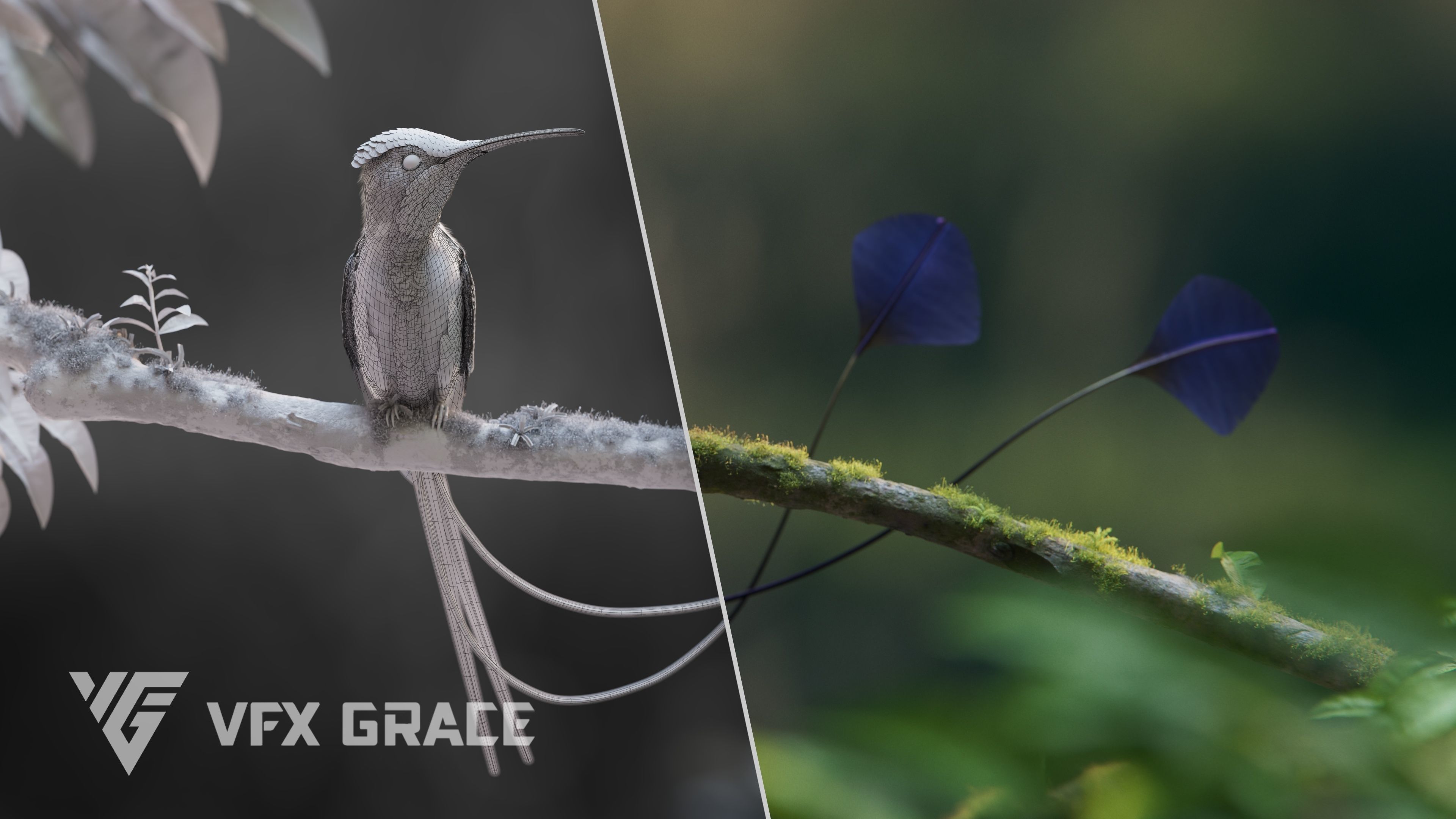 Hummingbird Animation VFX Grace 3D model_6