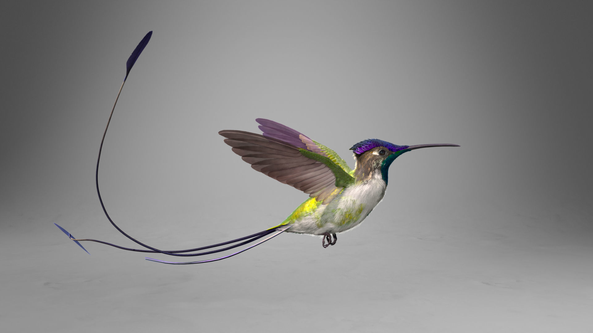 Hummingbird Animation VFX Grace 3D model_10