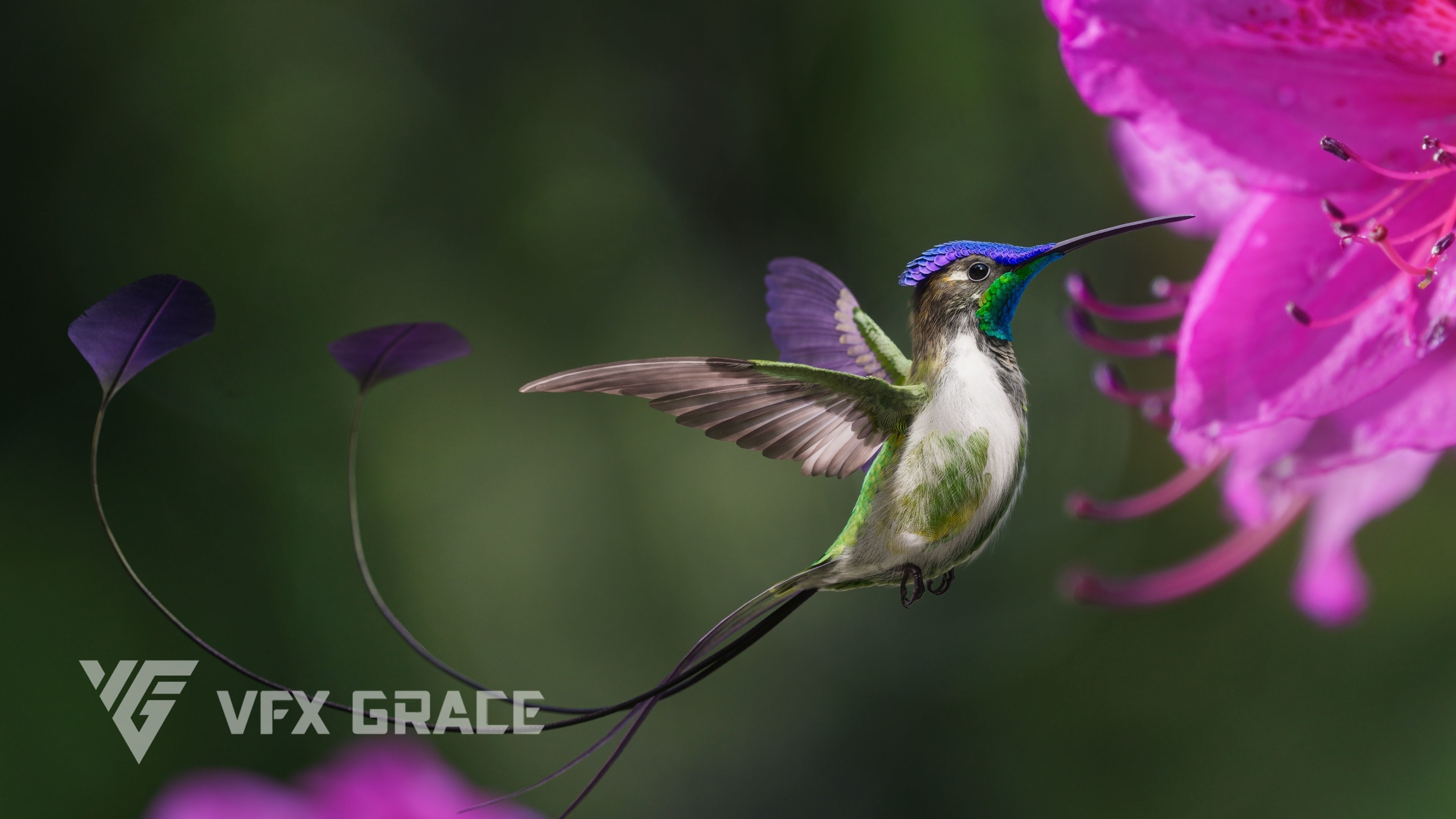 Hummingbird Animation VFX Grace 3D model_3